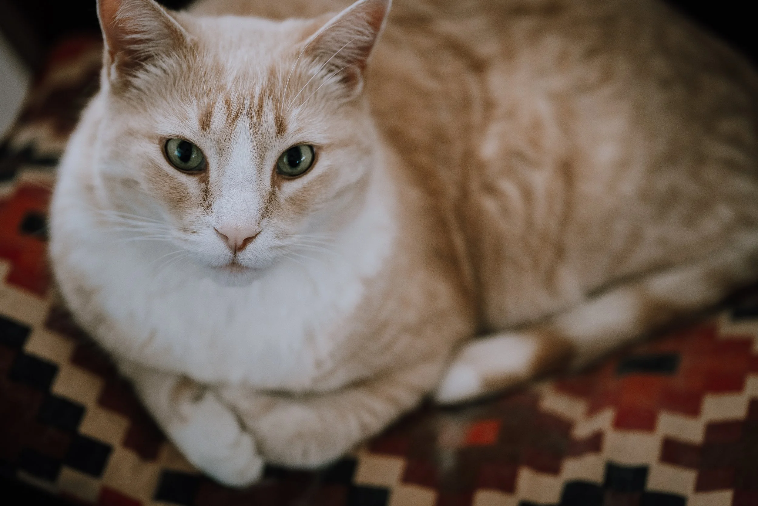 Close-up of a ginger and white cat with green eyes lying on a patterned surface.