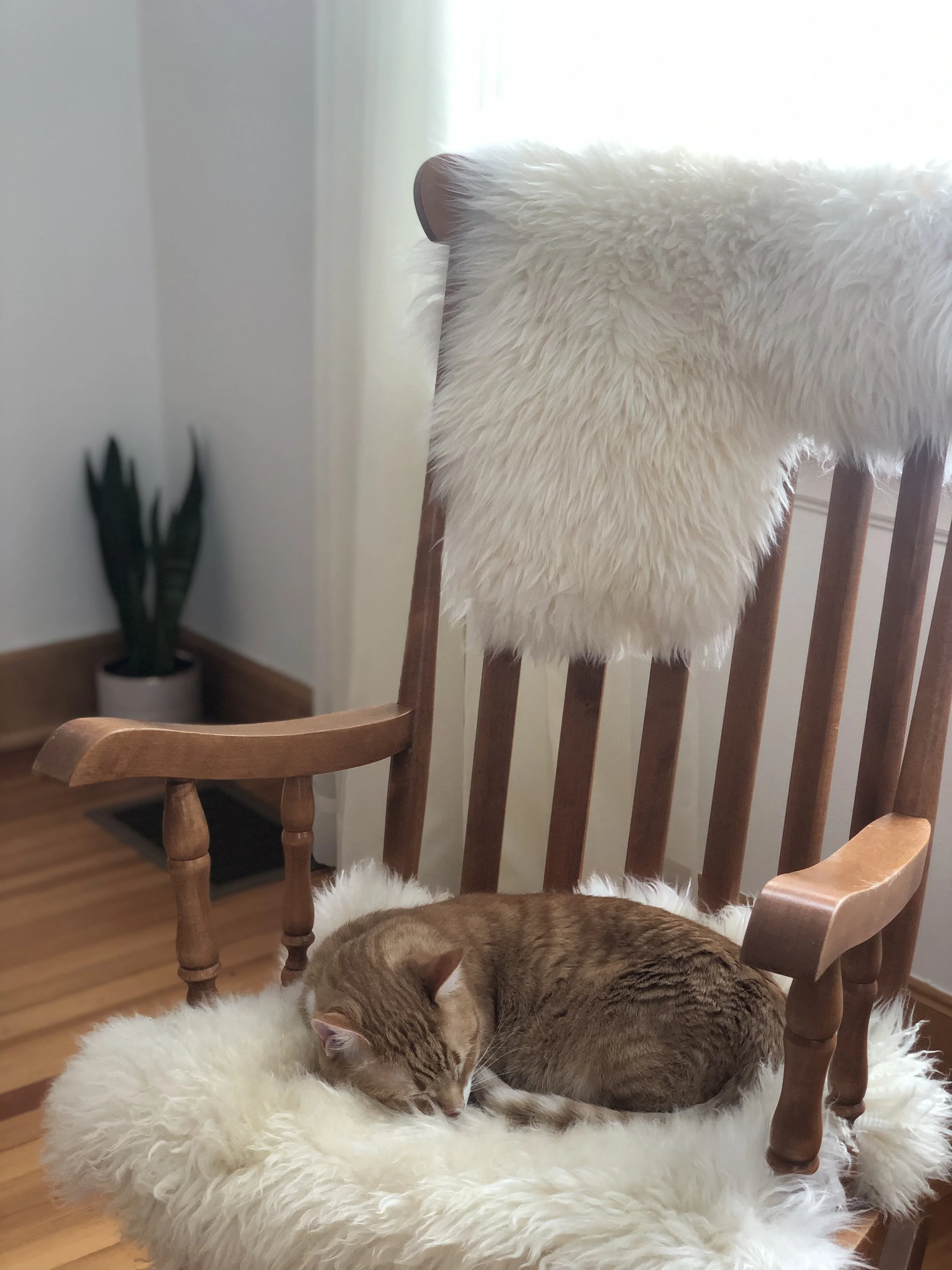 A ginger cat sleeping on a fluffy white circular cushion on a wooden chair. The chair is placed on a hardwood floor, and a green cactus garden is visible in the background near a white wall and window.