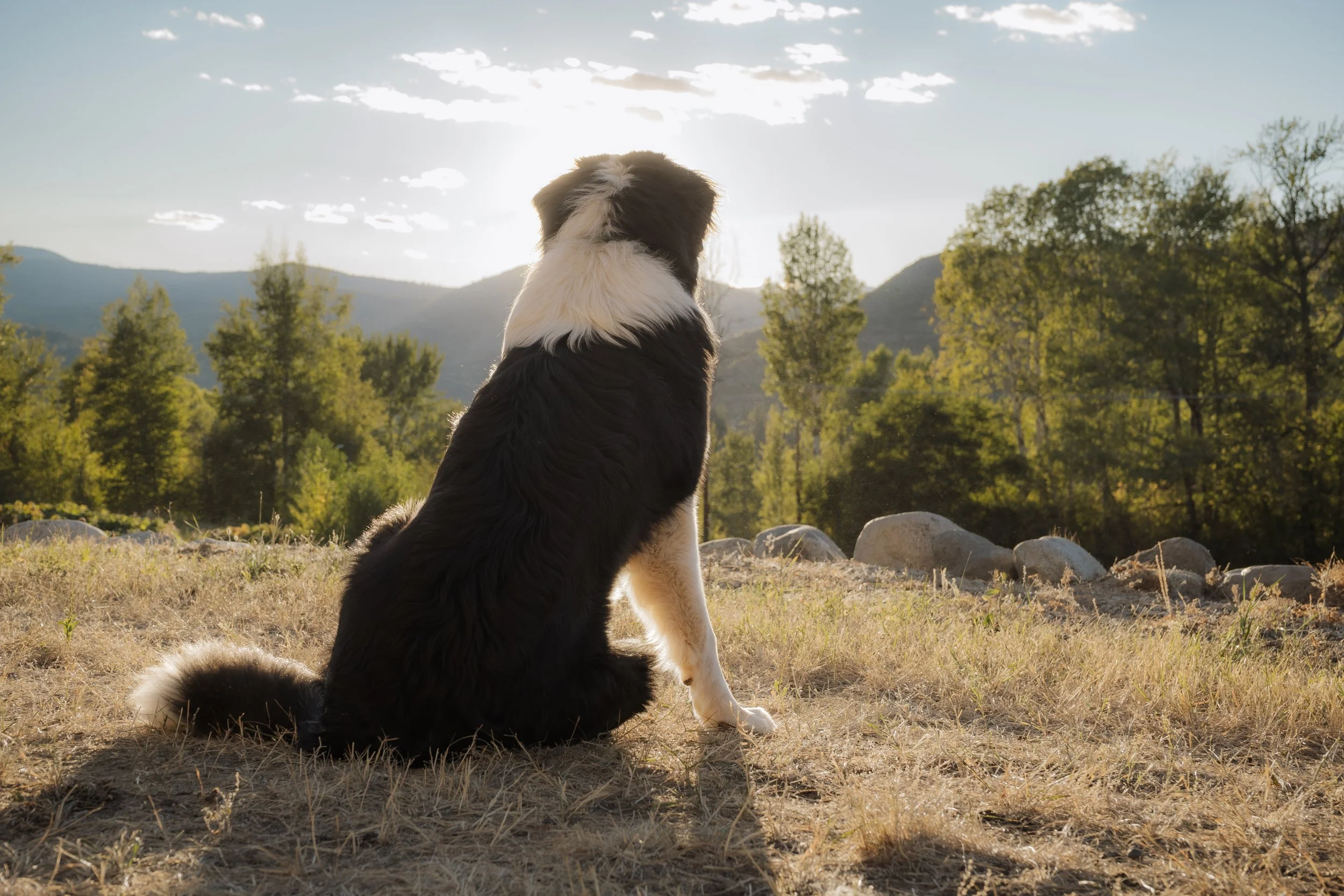A black and white dog sitting on a grassy hill, gazing towards a scenic landscape with trees, mountains, and a partly cloudy sky during sunset.