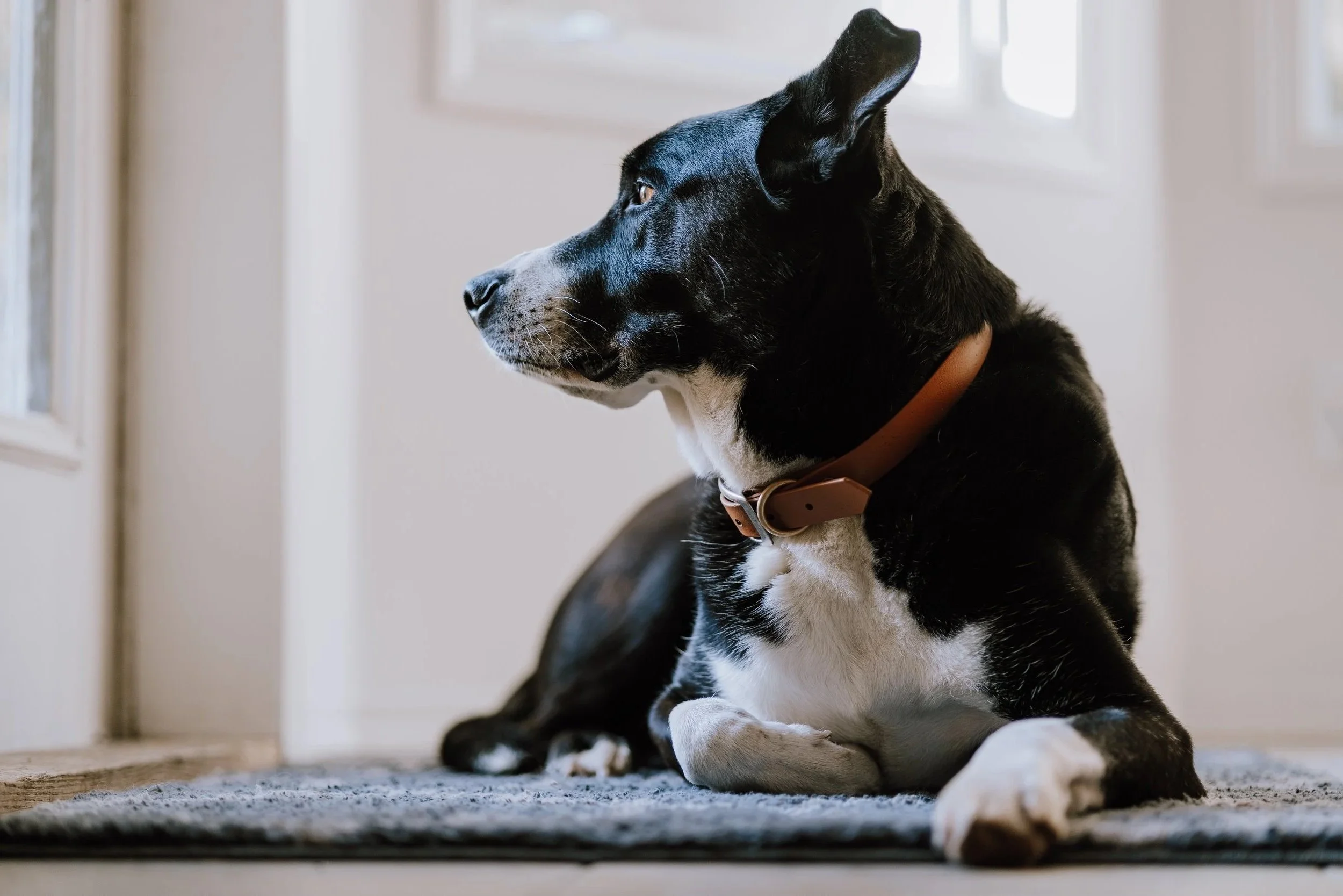 A black and white dog with a brown collar sitting on a rug inside a home, looking to the left.