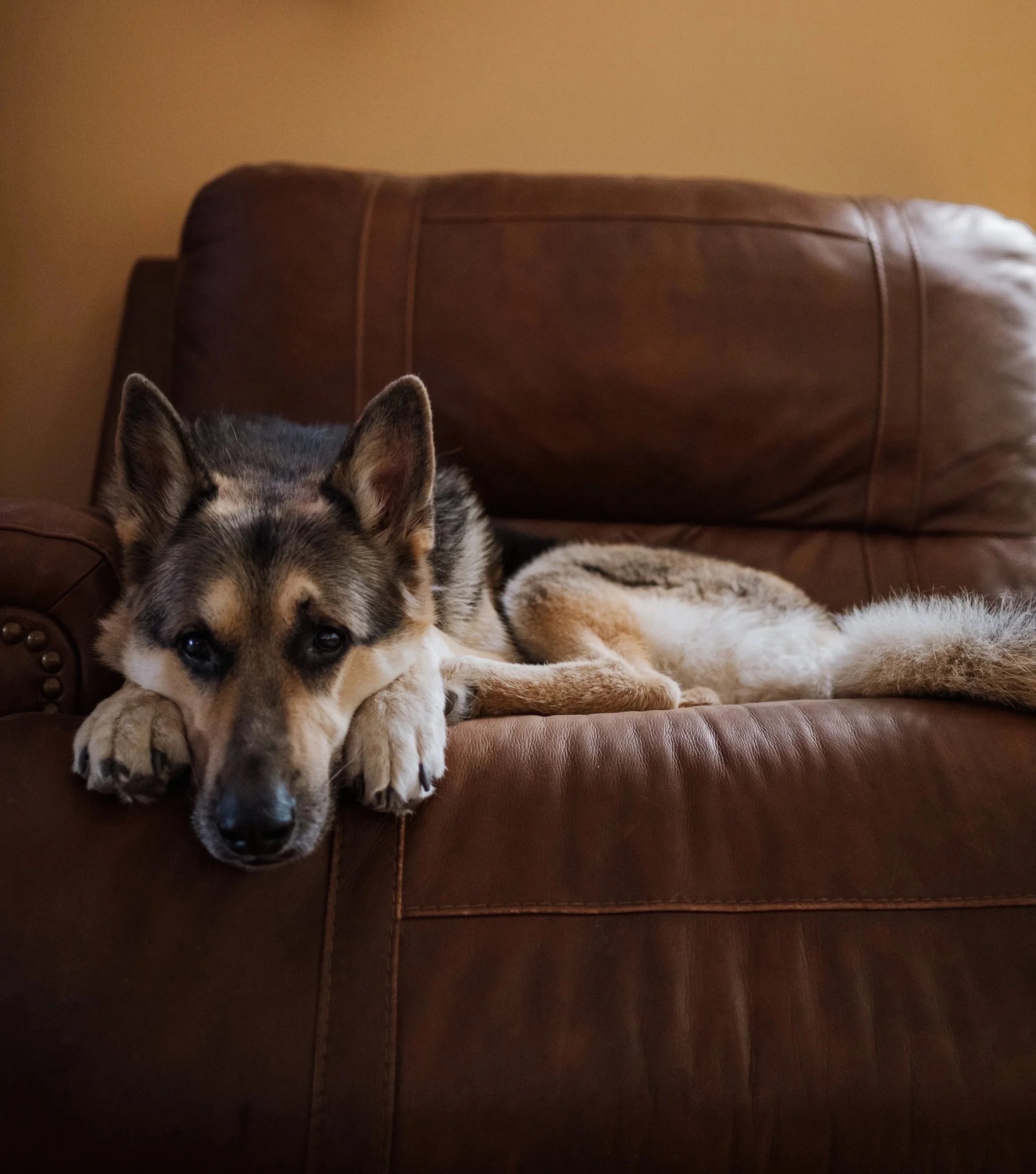 Partial view of a dog resting on a brown leather couch in a living room, with a yellow wall in the background.