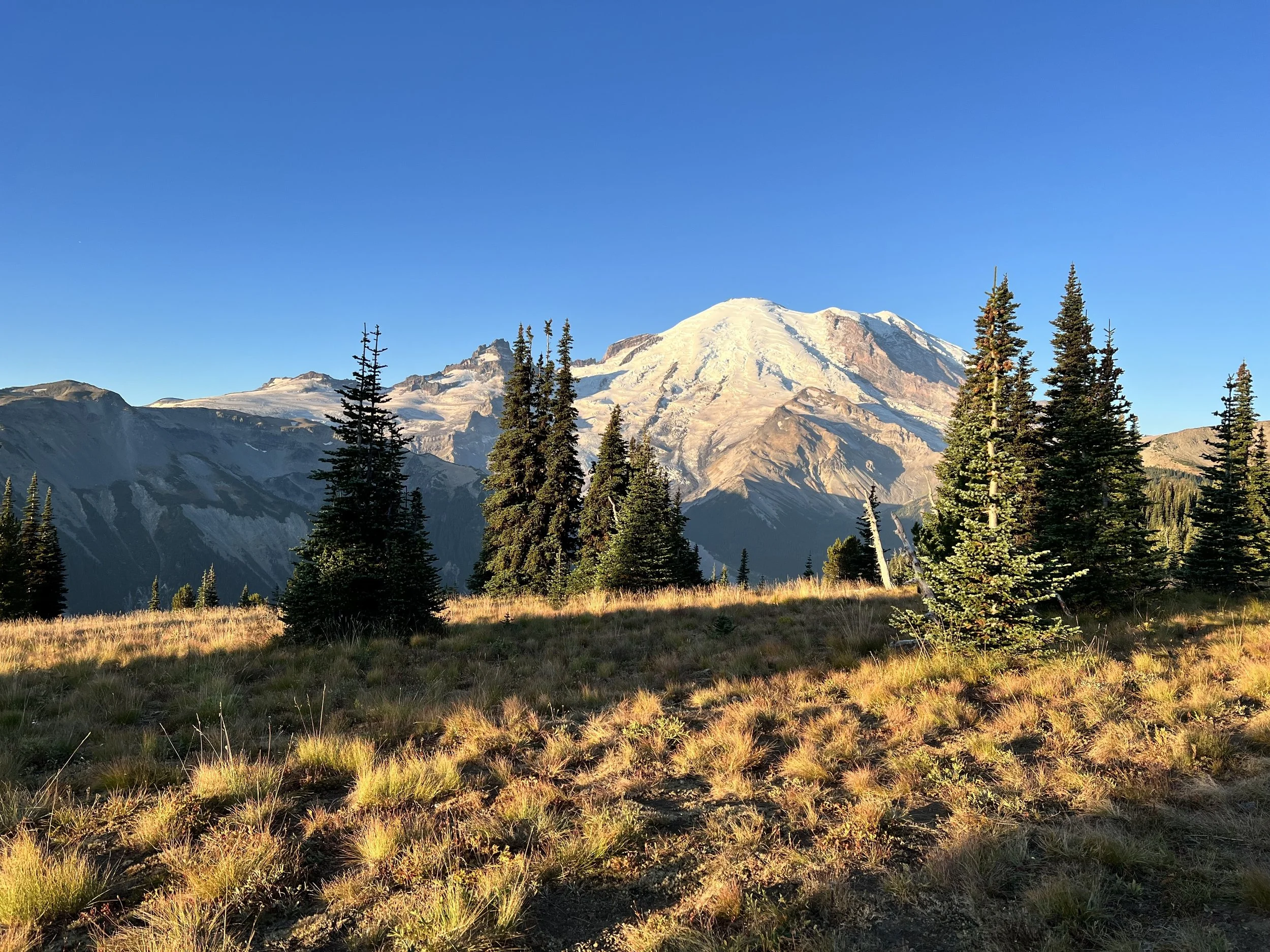Mount Rainier sunrise view from Sunrise, WA. Fall colors and a beautiful glaciers under a clear blue sky.