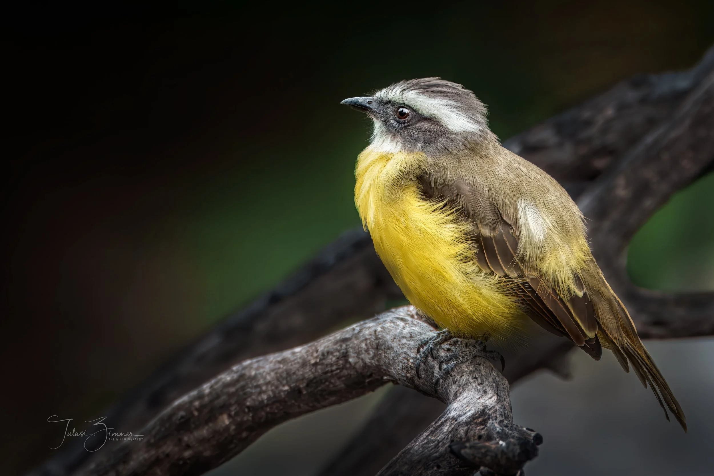 00-4web-socialFlycatcherPerched_DSC0568.jpg