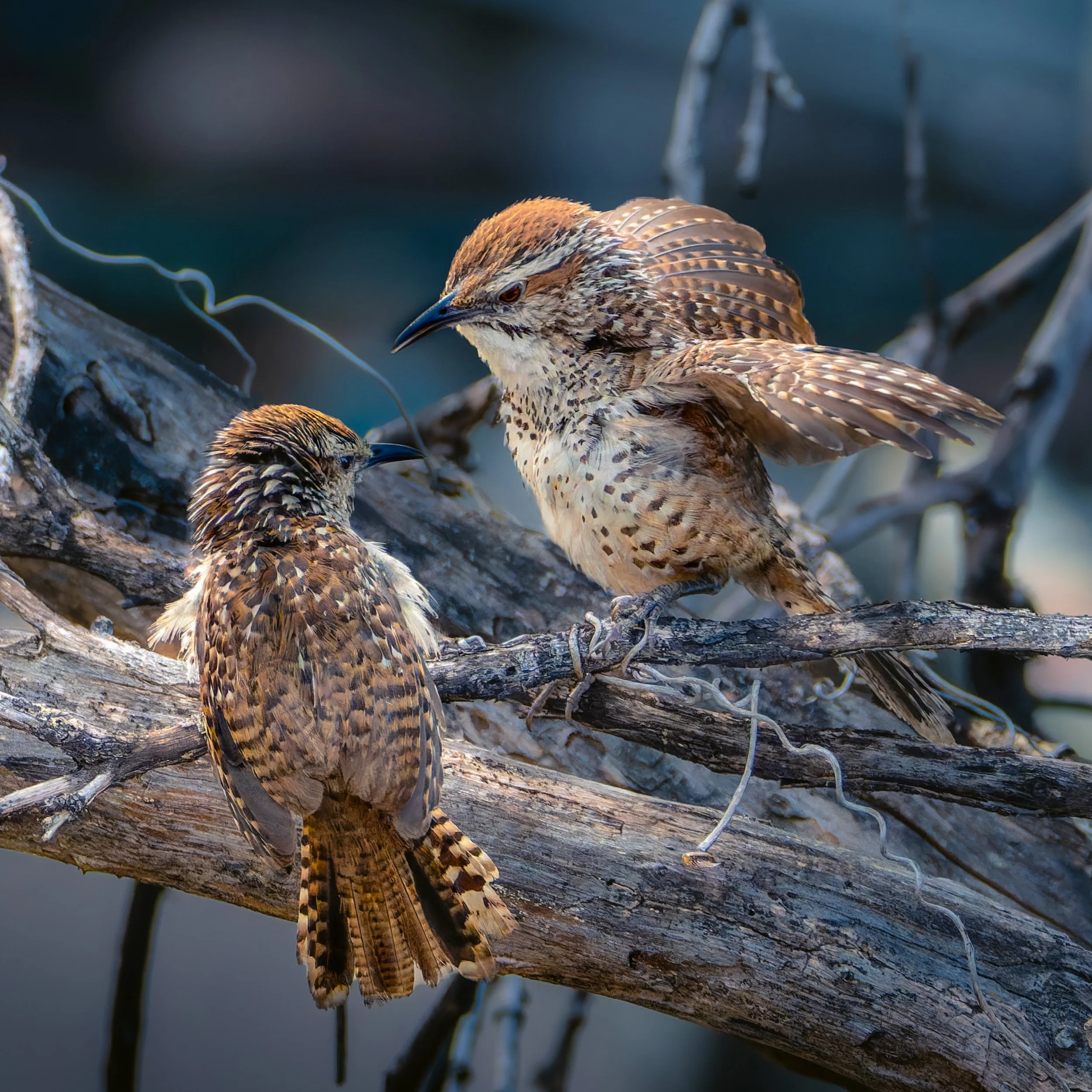 00-4web-2spottedWrenTalking_DSC6150.jpg