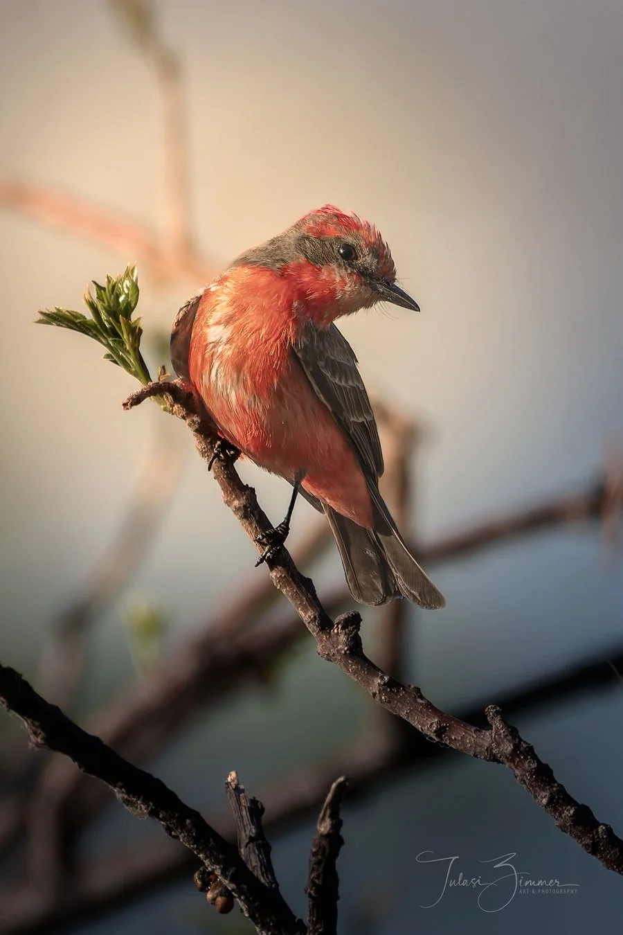 A small Vermillion Flycatcher with red and gray feathers perched on a thin branch.