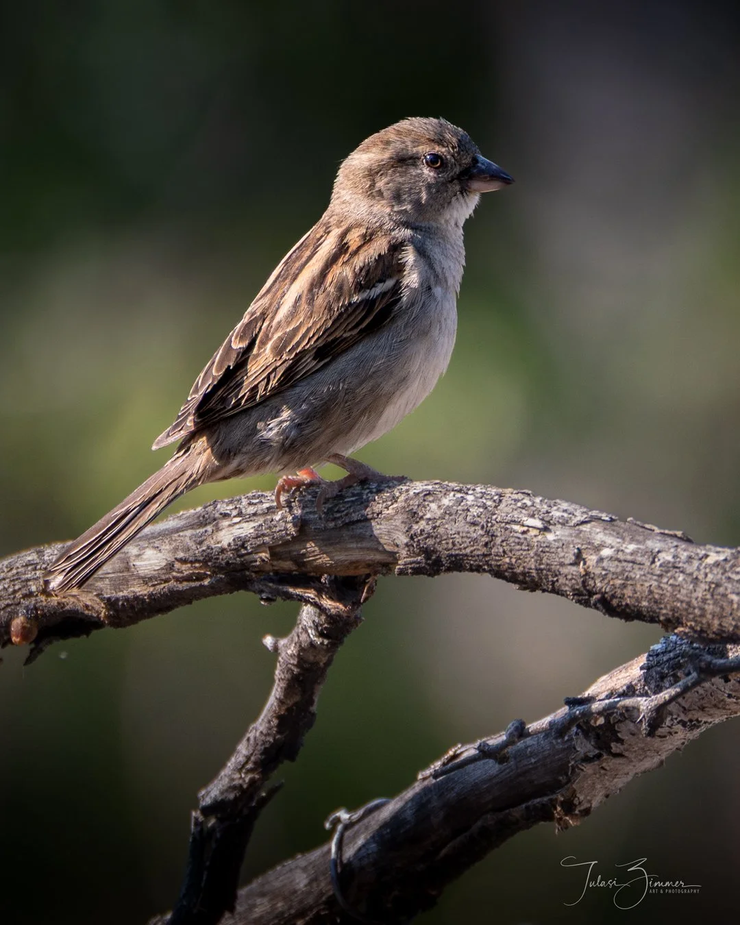 A small bird with brown and gray feathers perched on a weathered tree branch, with a blurred green background.