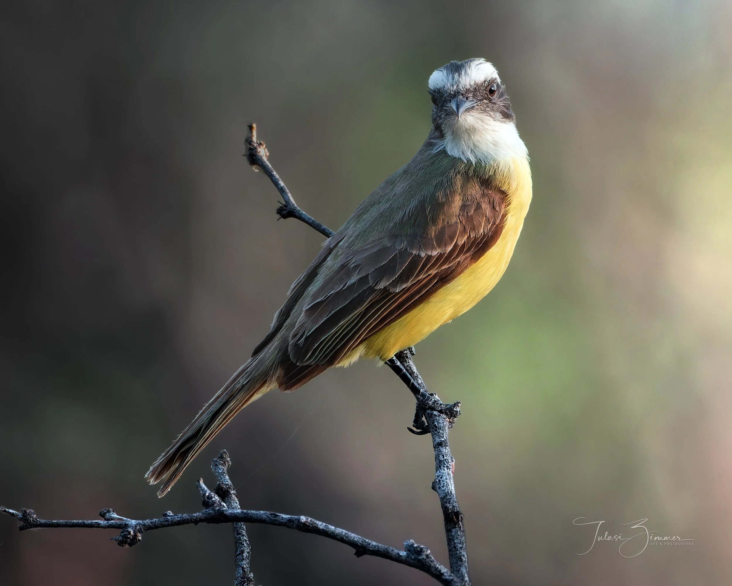 This is the Great Kiskadee perched on a bare branch, taken in central Mexico. I wanted the composition to highlight the delicate textures of the bird's feathers and the subtle details of the branch, against a softly blurred background to emphasize th