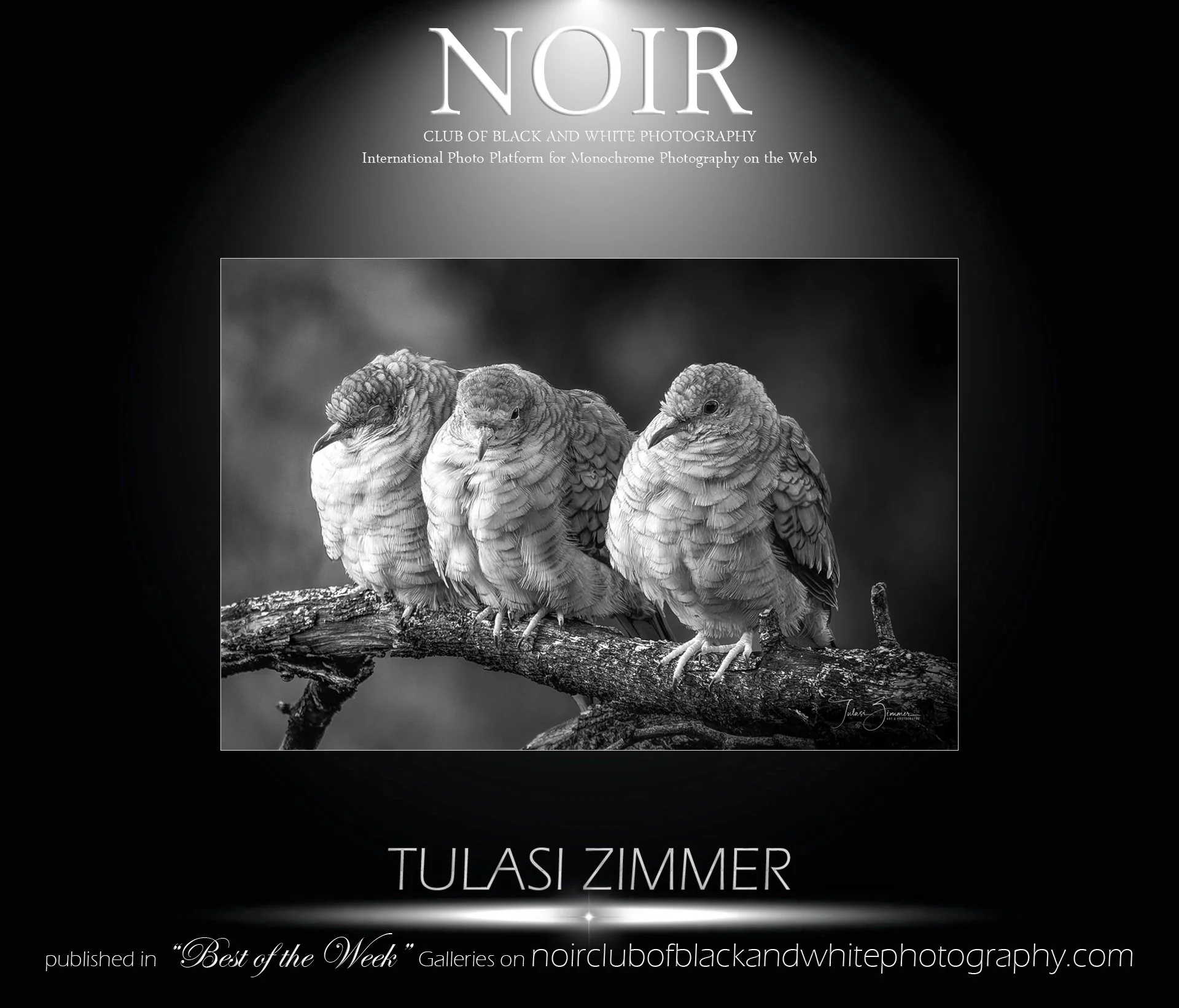 Black and white photograph of three pigeons perched on a branch with a blurred background, part of a promotional poster for a monochrome photography exhibition by Tulasi Zimmer.
