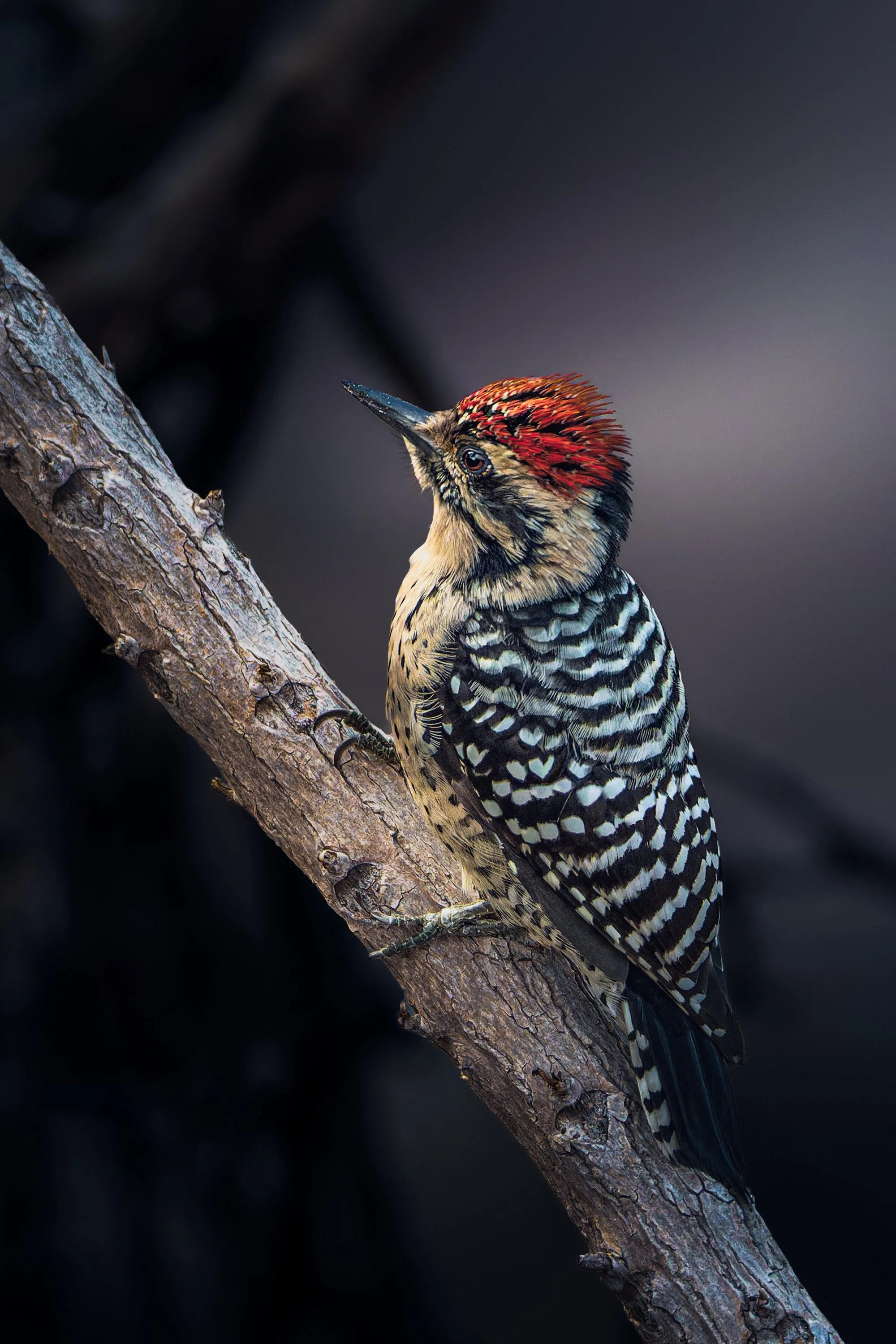 00-4web-railedBackWoodpecker_DSC6363.jpg