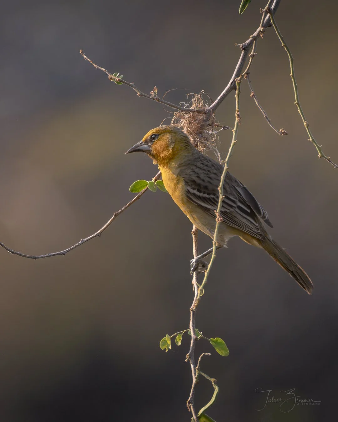 A small bird with brown and yellow feathers perched on a thin branch, with a nest above its head and a few green leaves on the branch.
