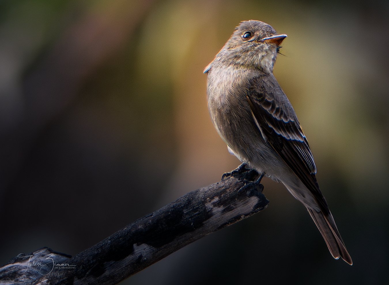 A Sparrow perched on a branch, facing sideways. The background is blurred with dark and light tones.