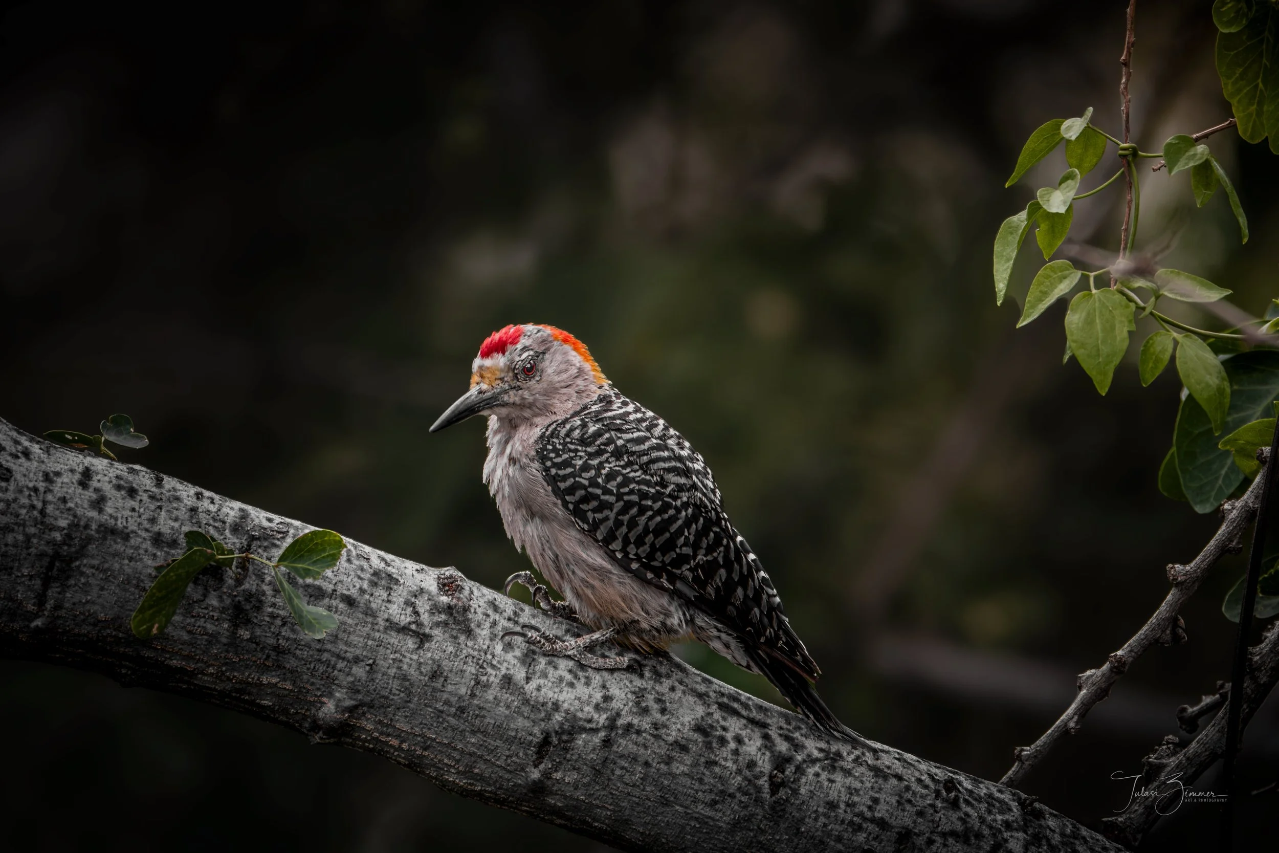 00-4web-Golden-fronted-Woodpecker-final.jpg