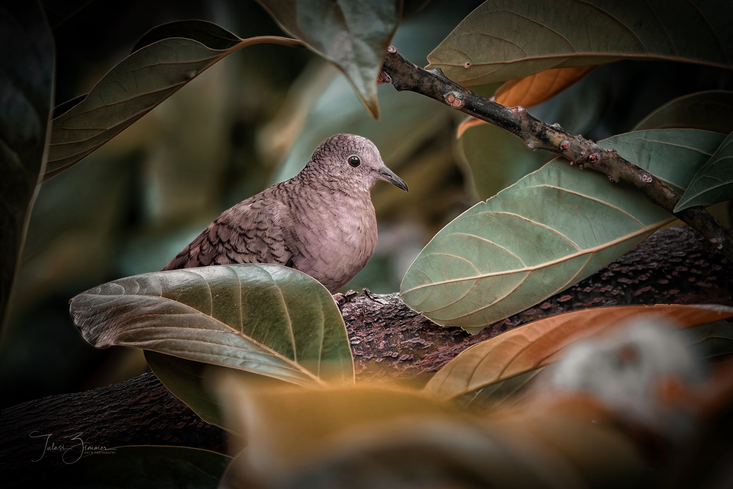 Inca Dove
