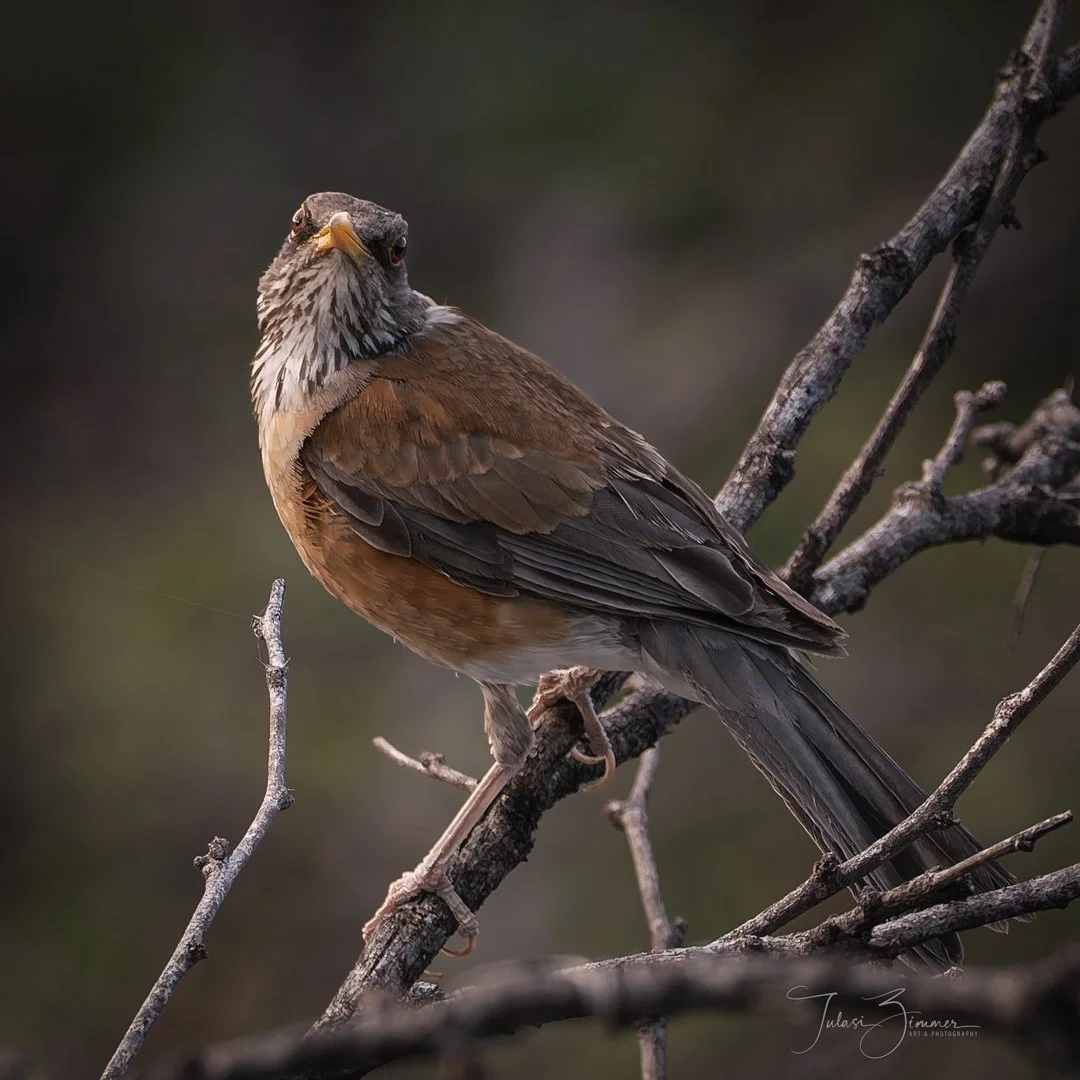 A brown and gray bird perched on a branch with a blurred natural background.