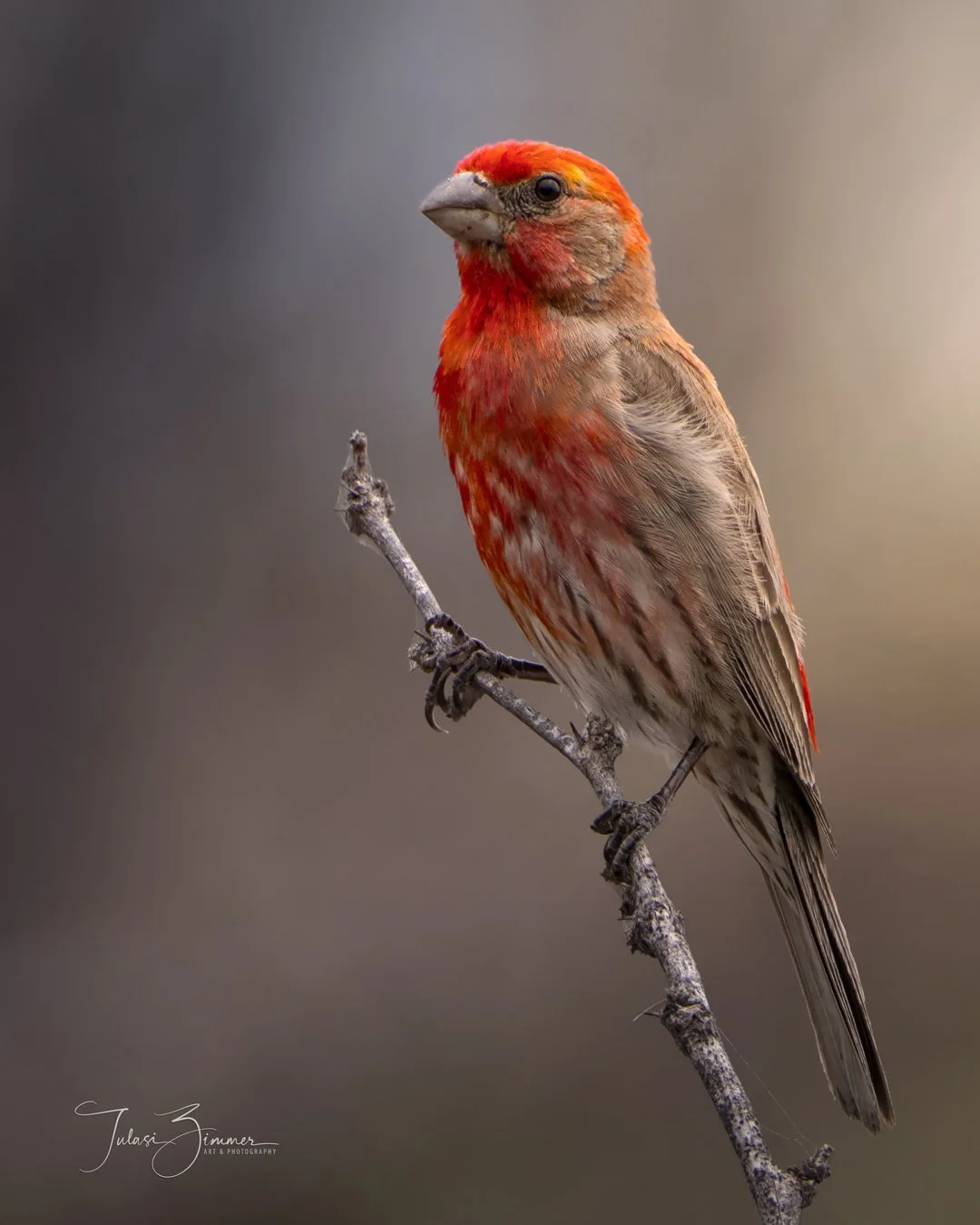 A bird with a vibrant red head and brown streaked body perched on a thin, gray branch.
