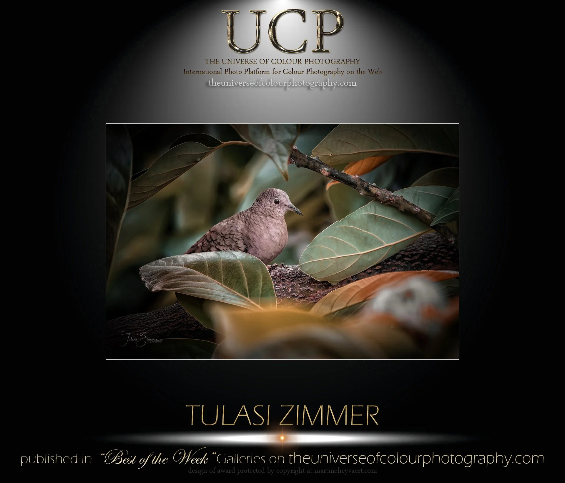 Cover of a photography book titled "UCP: The Universe of Colour Photography" featuring a close-up of a bird among green and brown leaves.