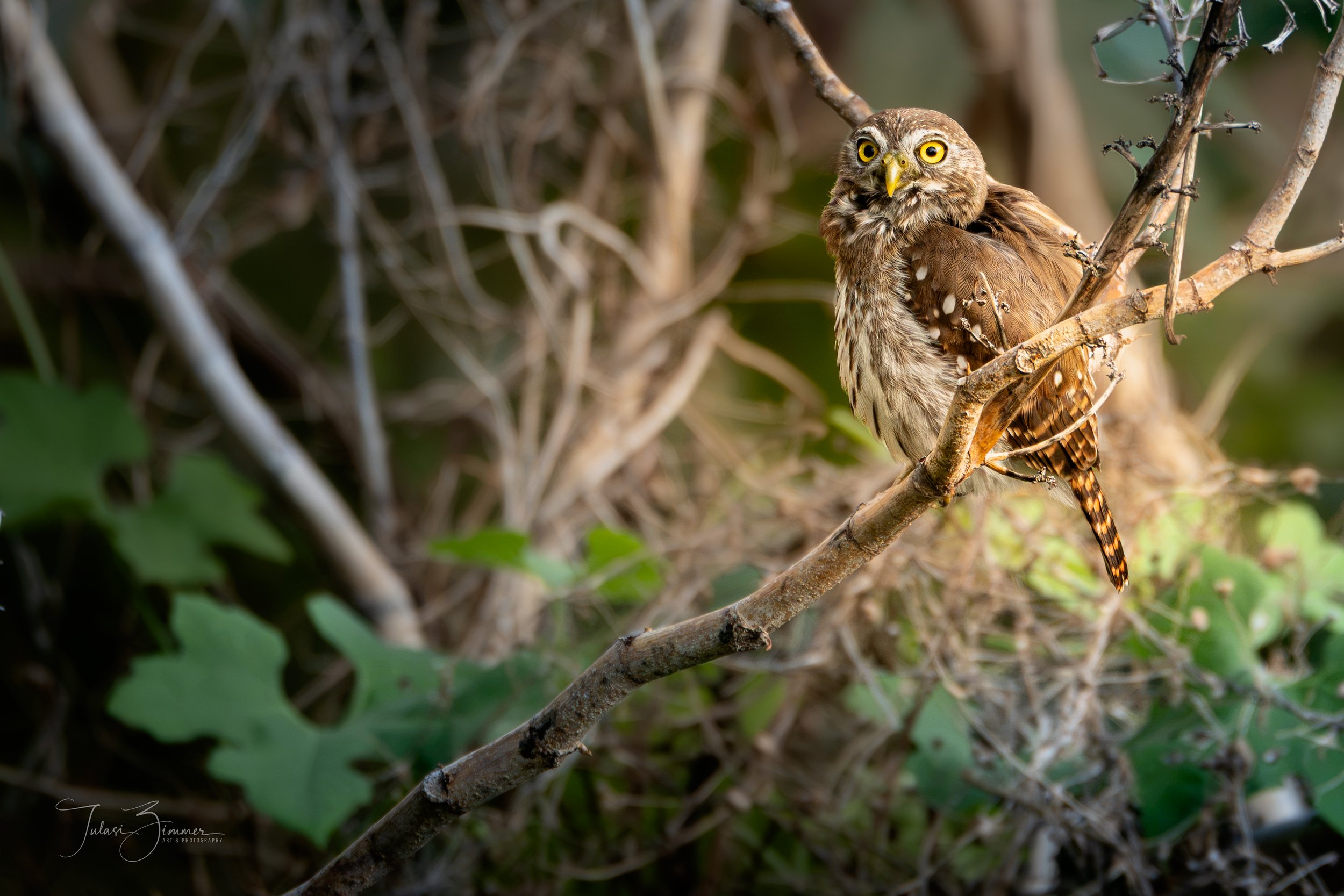 Pygmy Owl