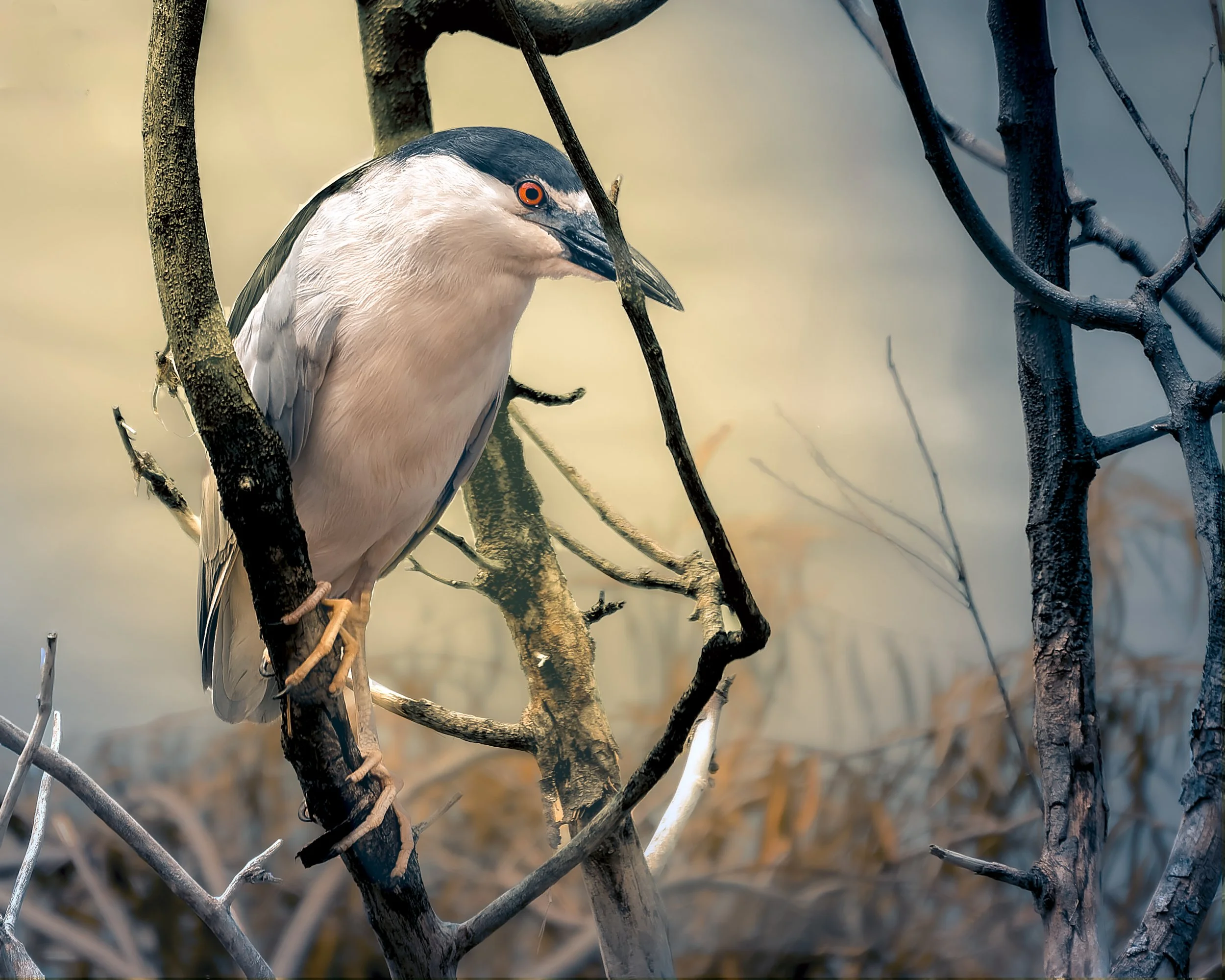 A black-crowned heron with white and black feathers perched on a dark tree branch among leafless branches.