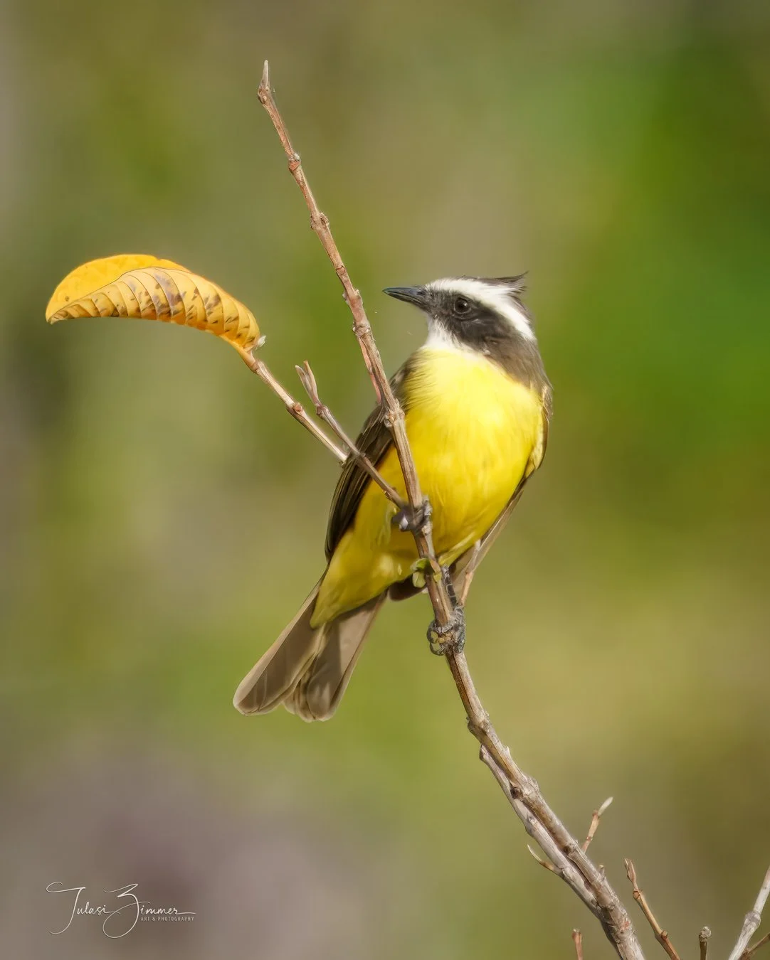 Great Kiskadee: A yellow, black, and white bird perched on a thin brown branch with yellow leaves, set against a blurred green background.