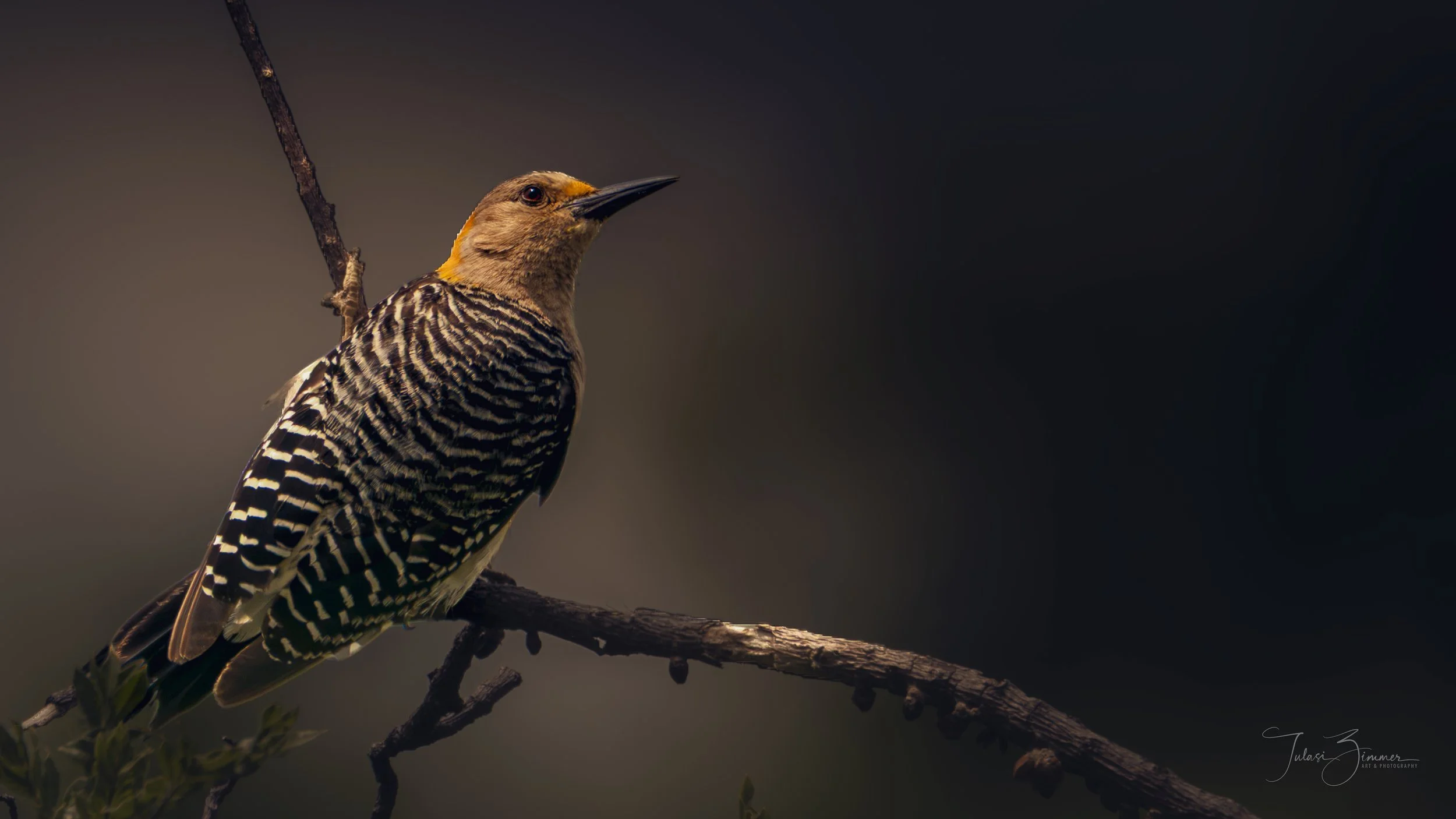 Woodpecker