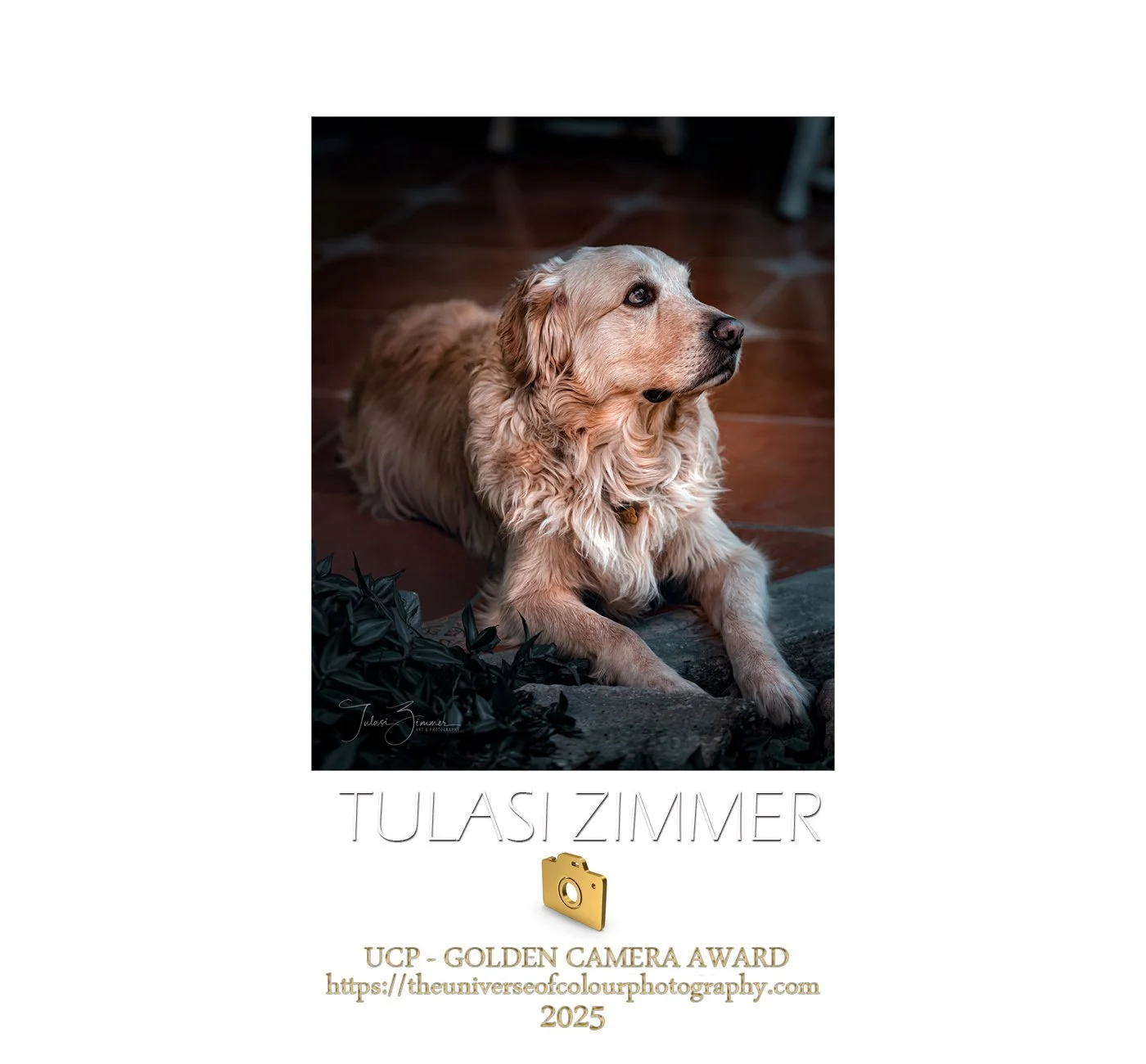 A golden retriever lying on a tiled floor next to some black foliage, looking to the right. The image has a signature by Julainz Zimmerman and promotional text about the 'UCP - Golden Camera Award 2025' with a website link.