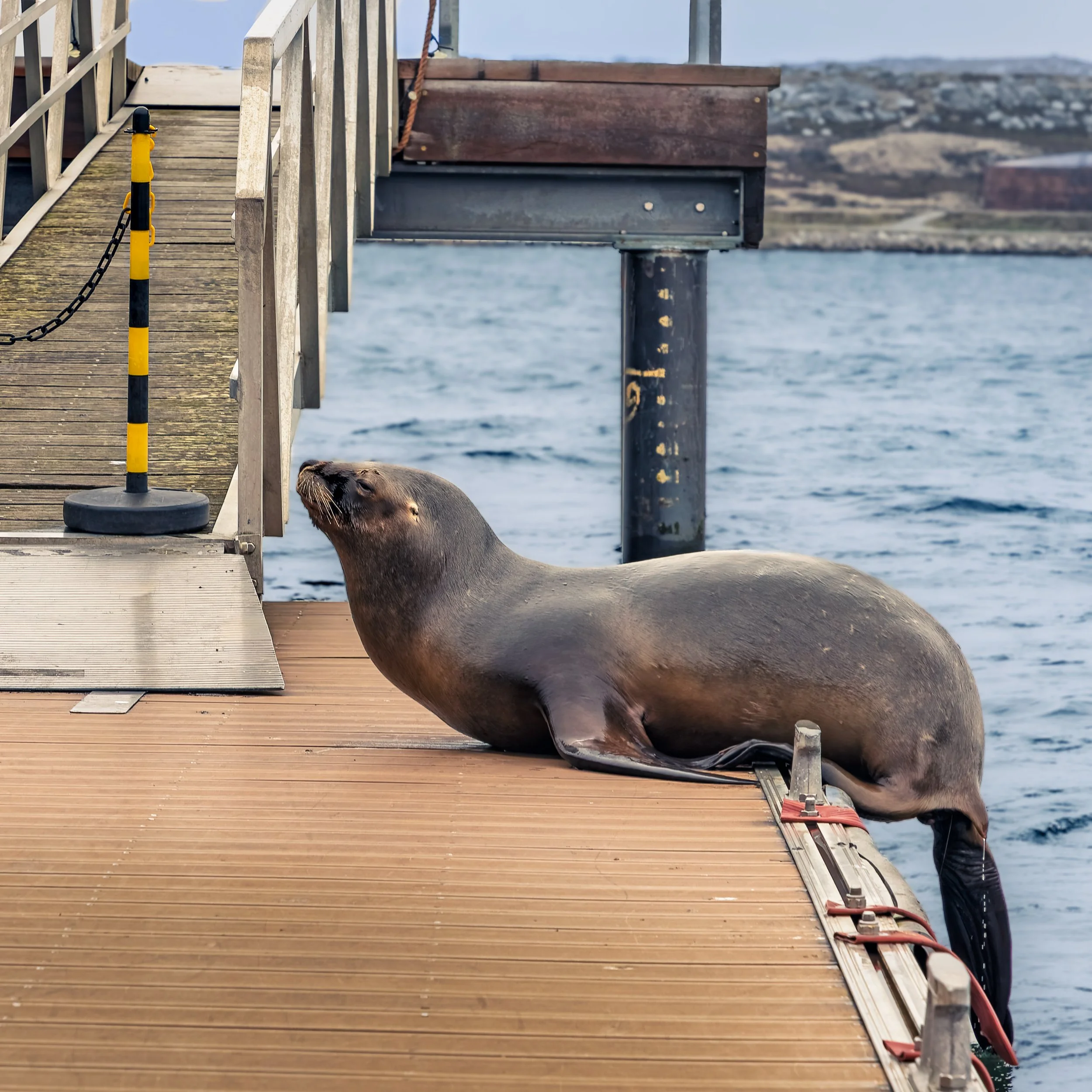A seal resting on a wooden dock by the water, with part of its head and body visible beside the dock.