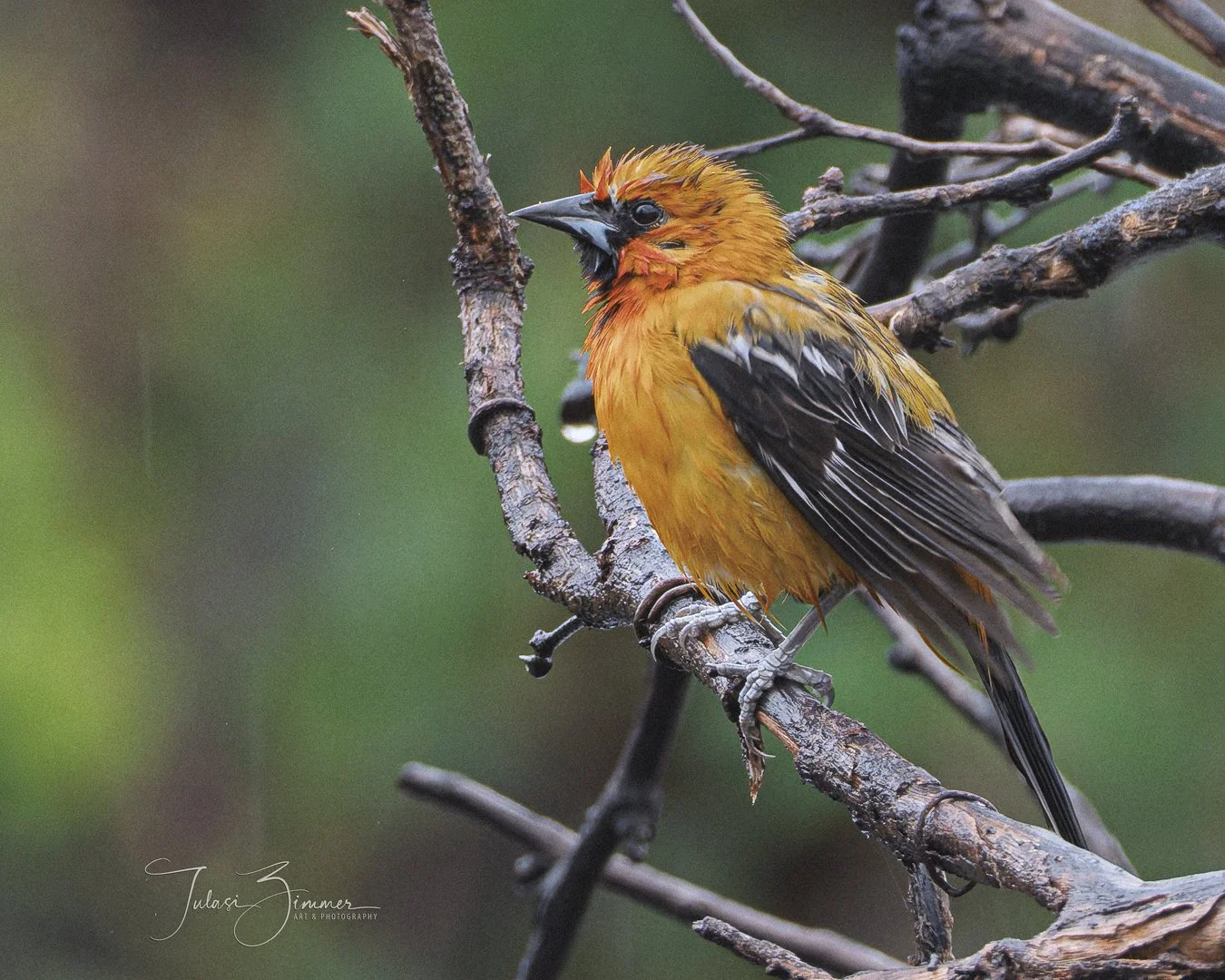A brightly coloredOriole with orange, black, and yellow feathers perched on a tree branch, excreting rain droplets, with a blurred green background.