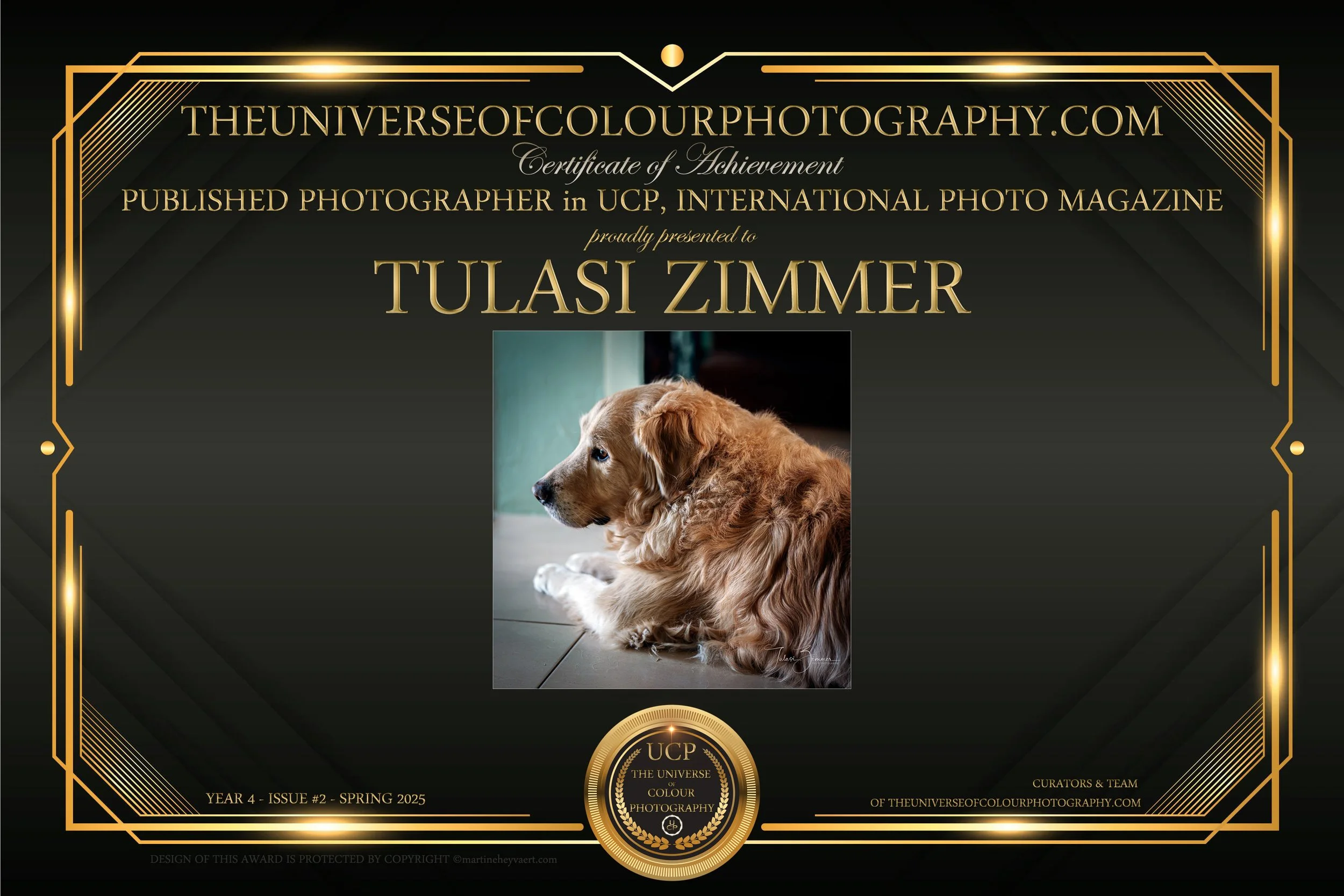 Certificate of achievement from theuniverseofcolourphotography.com awarded to Tulasi Zimmer, featuring a photo of a golden retriever puppy lying on a tiled floor, with decorative gold borders and lettering.