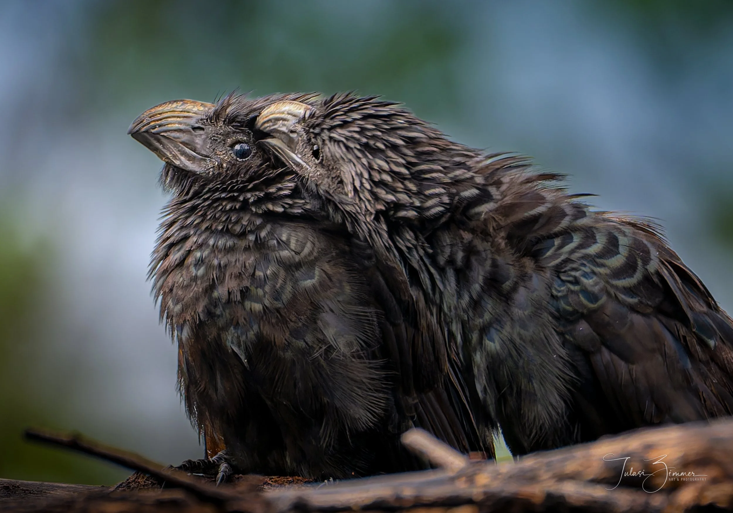 Grove-billed Anis