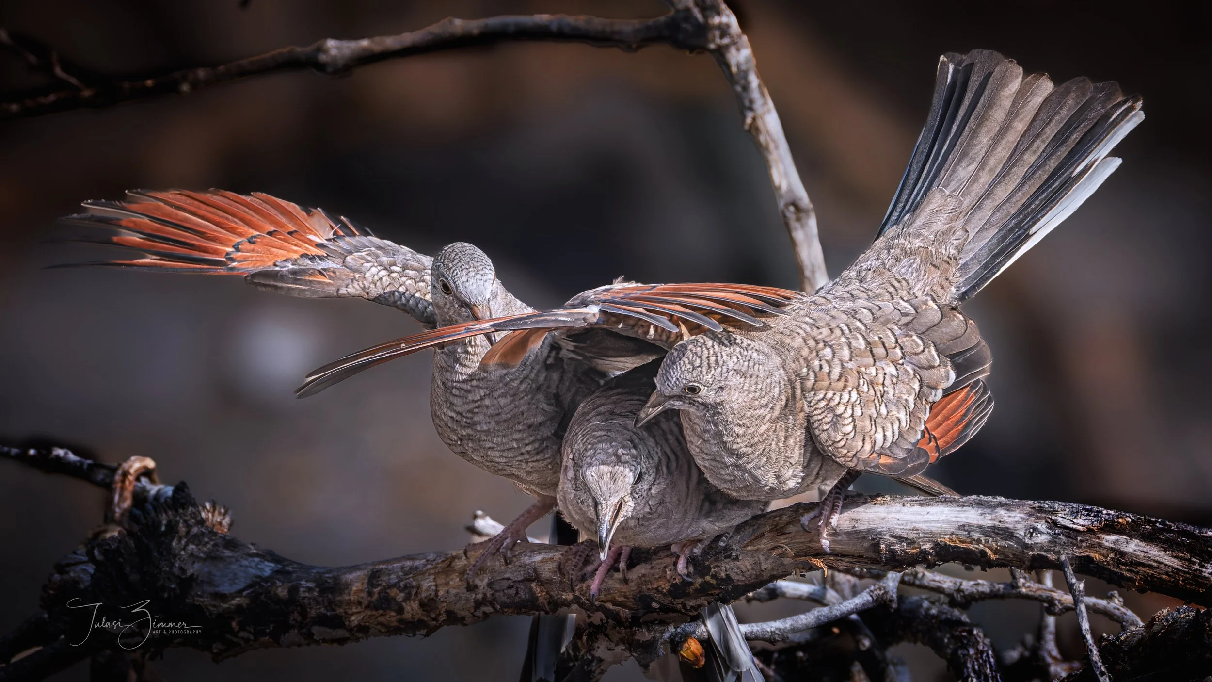 00-4web--3LoveDoves_DSC4491.jpg