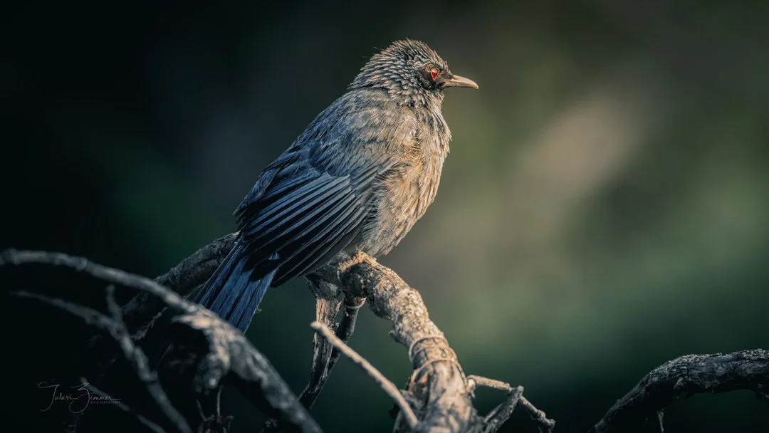 00-4web-blueMockingbirdEveningPerch_DSC6012.jpg