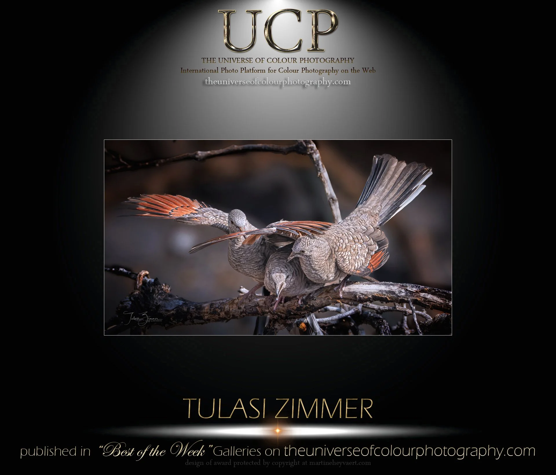 Cover image of a photography website featuring a detailed photograph of two birds interacting on a branch, with the title 'UCP' and the photographer's name 'Tulasi Zimmer' displayed.