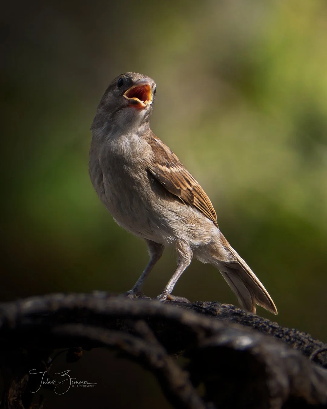 A small Sparrow with brown and beige feathers standing on a branch with its beak open, singing or calling, against a blurred green background.