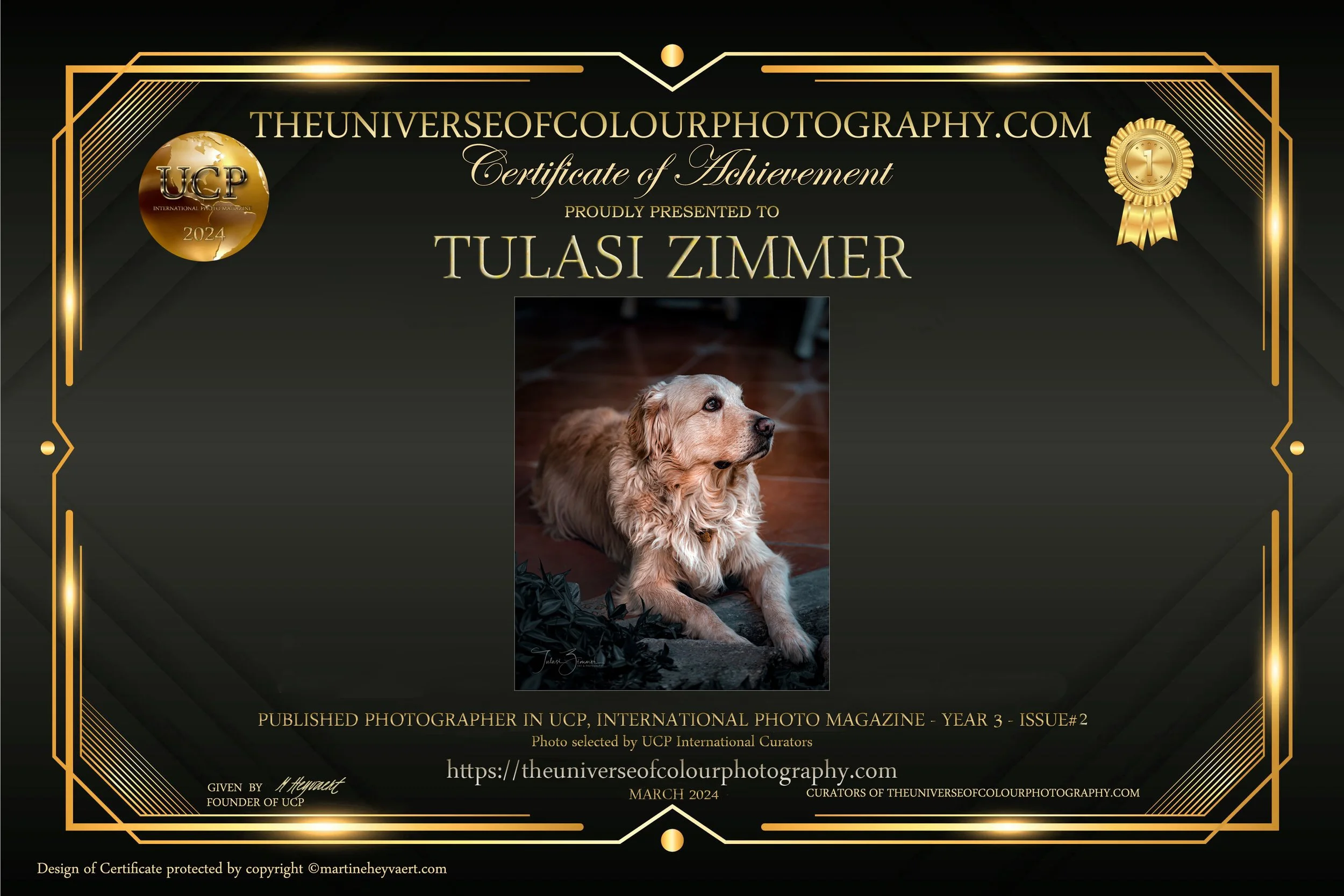 Certificate of achievement from theuniverseofcolourphotography.com awarded to Tulasi Zimmer with a photo of a golden retriever puppy, celebrating recognition in international photography in 2024 with a gold medal and a black background with gold acce