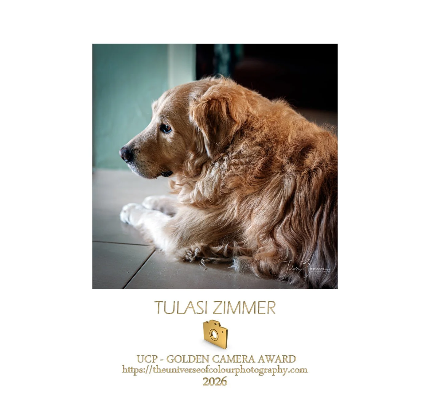 A golden retriever puppy lying on a tiled floor, gazing thoughtfully to the left. The photo is part of a photography award recognition, with the name Tulasi Zimmer and the year 2026 noted below.