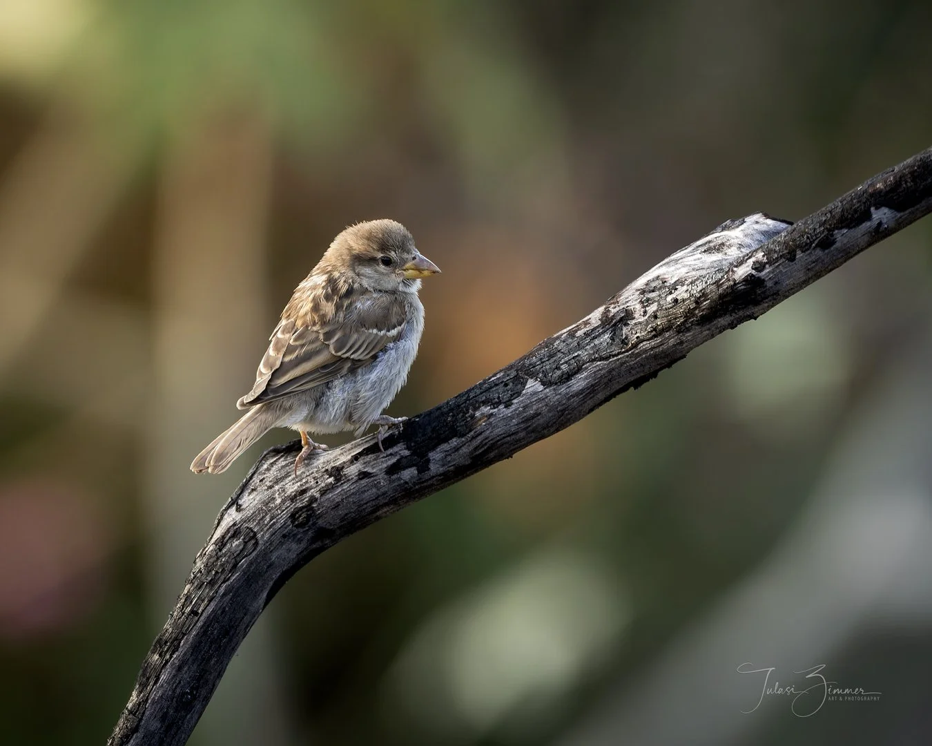 A small brown Sparrow perched on a gray, weathered tree branch, with a blurred background.
