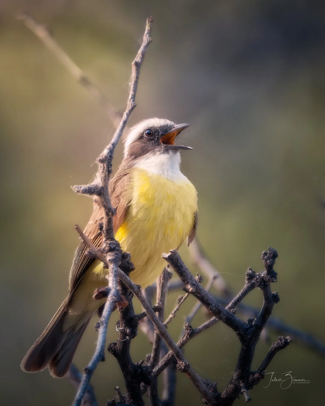 Great Kisadee: A small bird with a yellow belly and a black and white head perches on a thin, leafless branch, with its beak open as if singing.