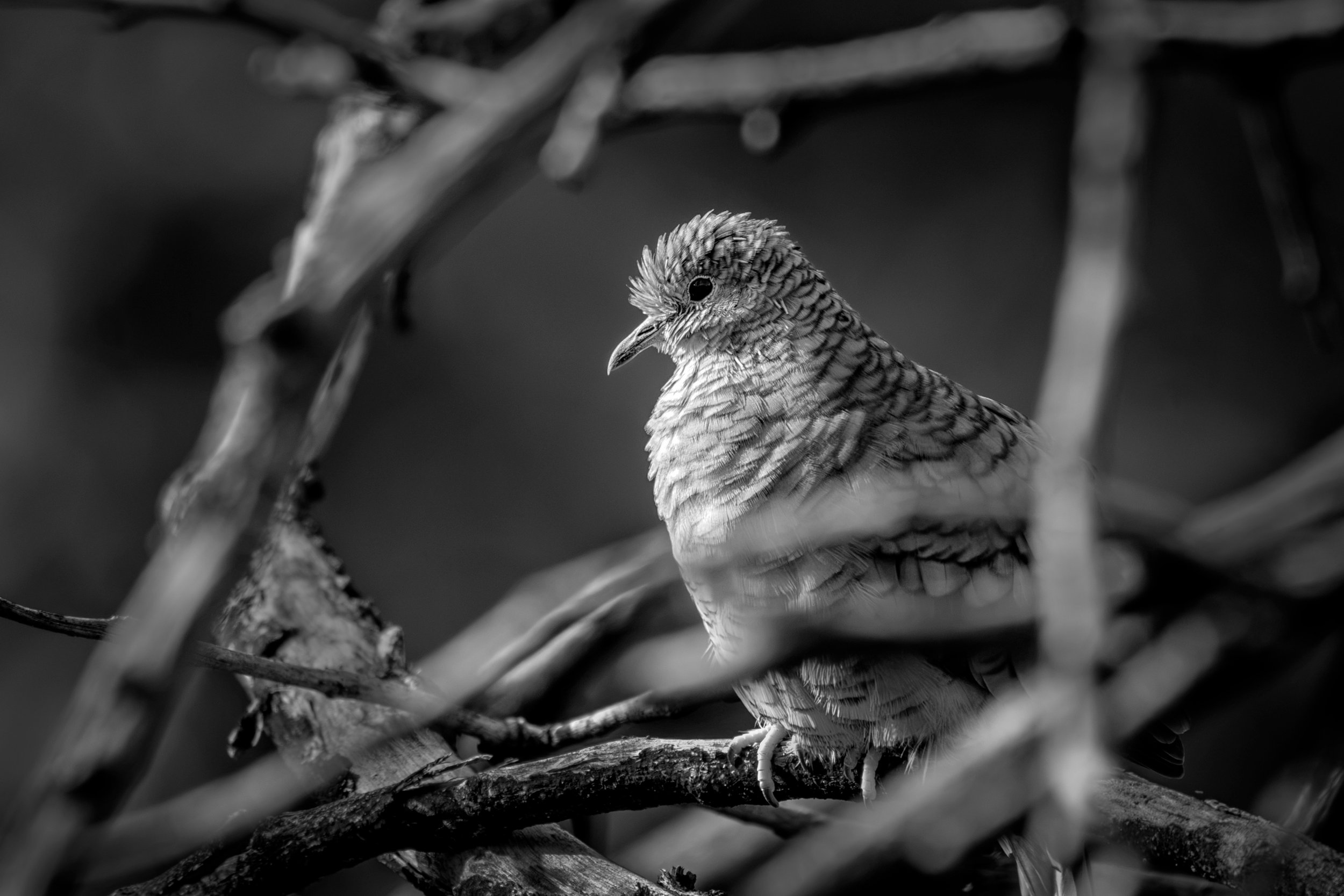 002-4web-peekaBooIncaDoce_DSC6091.jpg