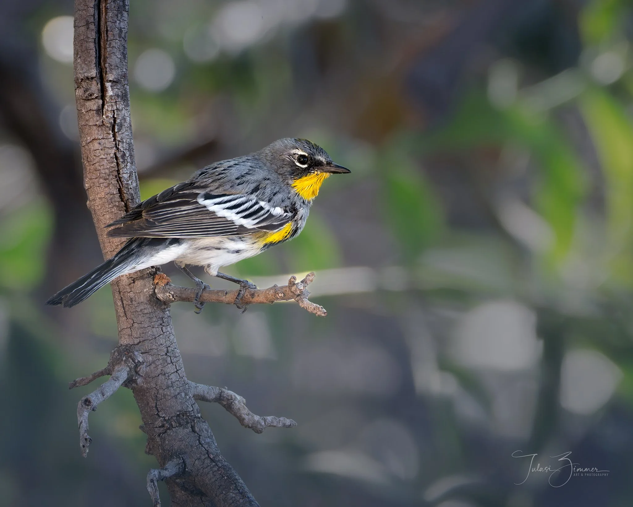 A Yellow Throated Warbler perched on a tree branch with a blurred natural background.