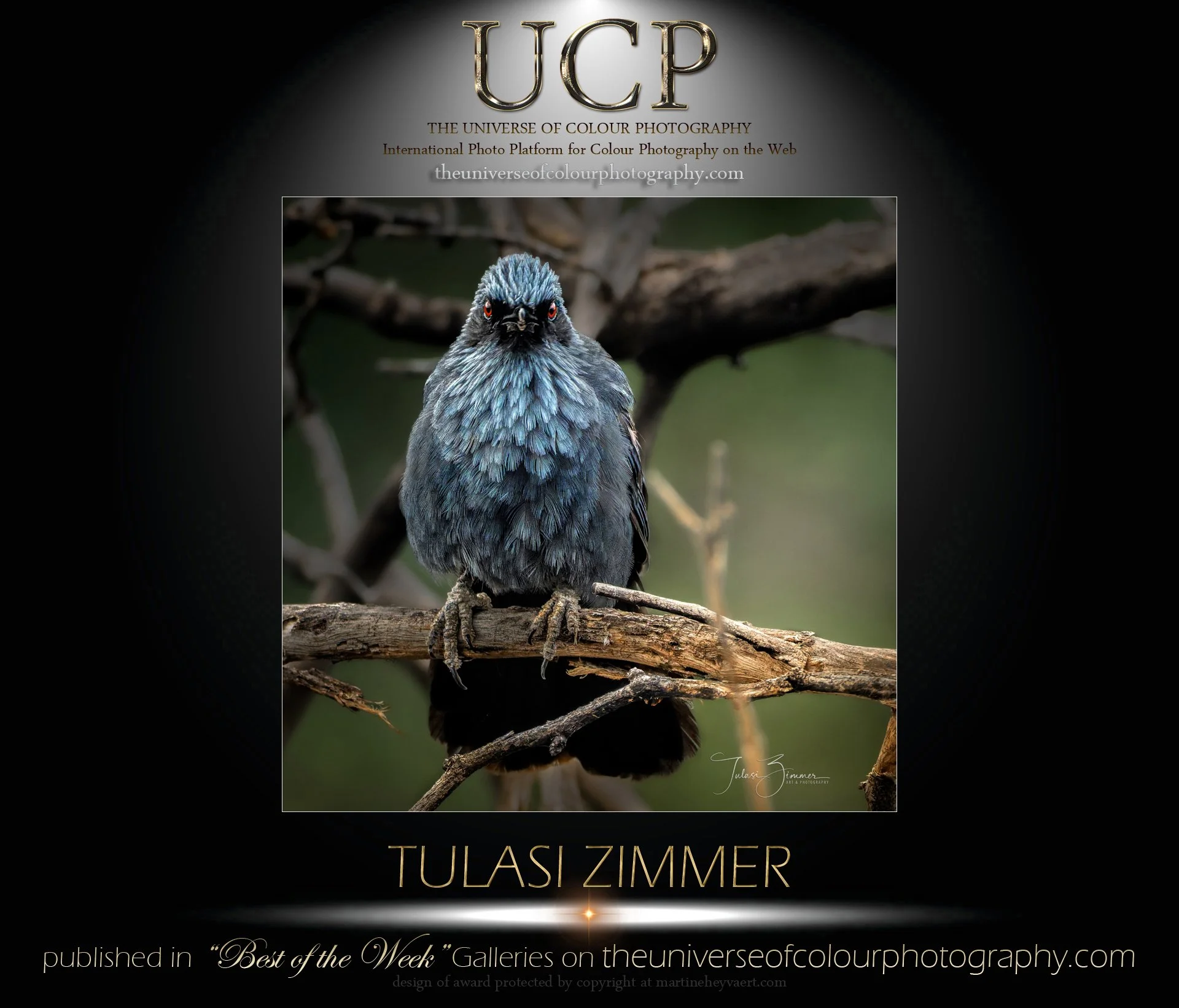 Book cover featuring a close-up photograph of a colorful bird perched on a branch, with the title "Tuasi Zimmer" and associated text about the universe of color photography.