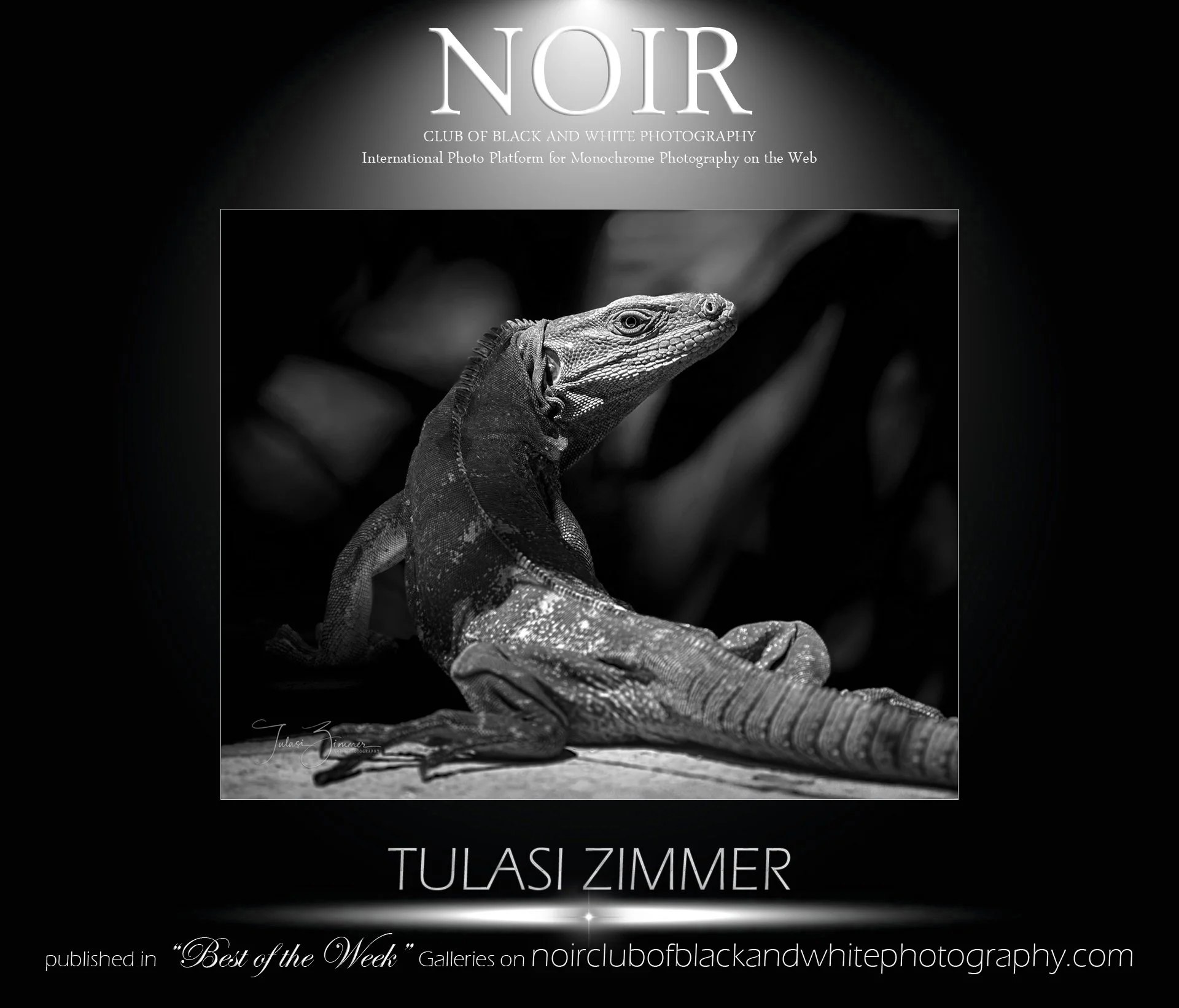 Black and white photograph of an iguana resting on a textured surface with dark blurred background. The image is part of a website titled "Noir" honoring monochrome photography by Tulasi Zimmer.