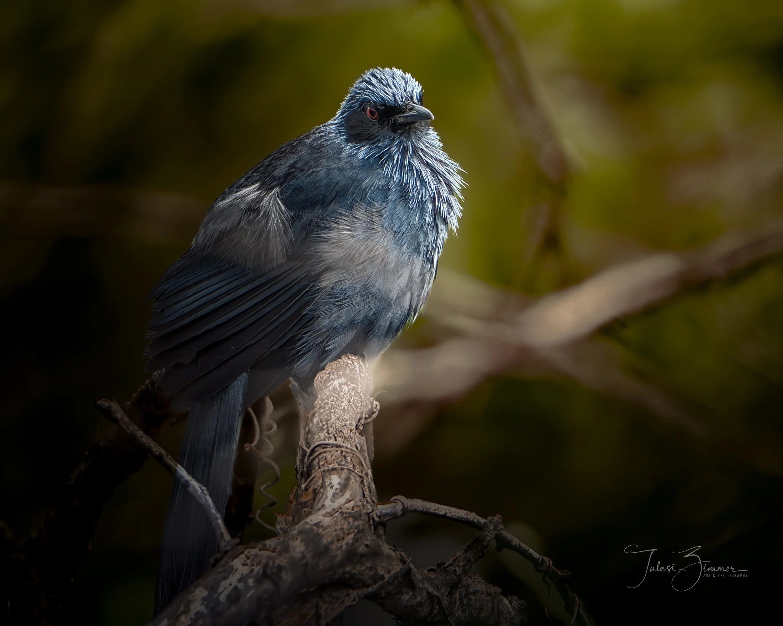 Blue Mockingbird