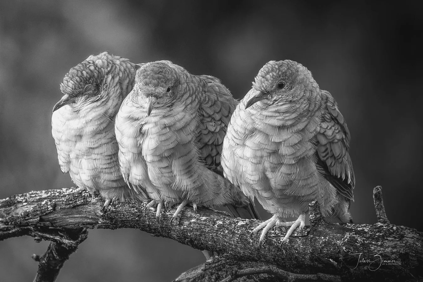 Three Inca Doves perched on a branch, shown in black and white.
