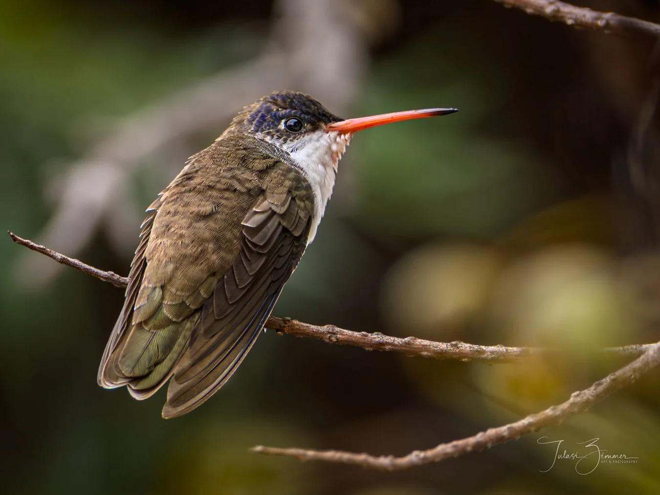 Close-up of a Green Hummingbird perched on a branch, showing its brown feathers, long red beak, and dark head with a little white around the eye, with a blurred green and brown background.