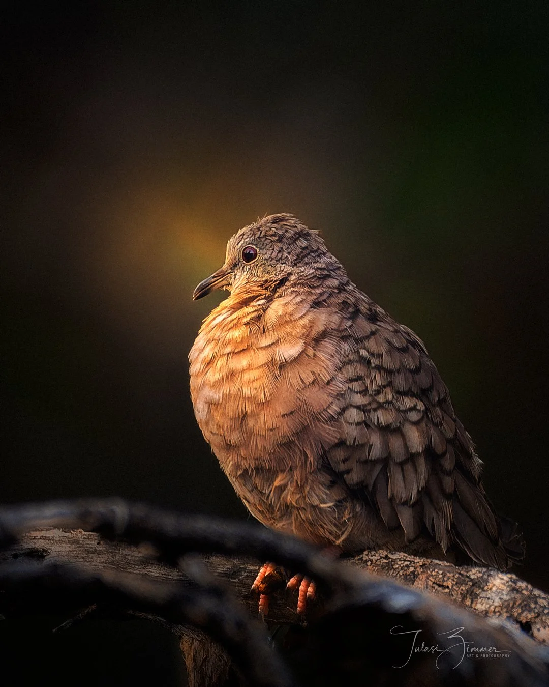 Close-up of an Inca Dove with brown, ruffled feathers perched on a branch against a dark background with a soft, warm glow.