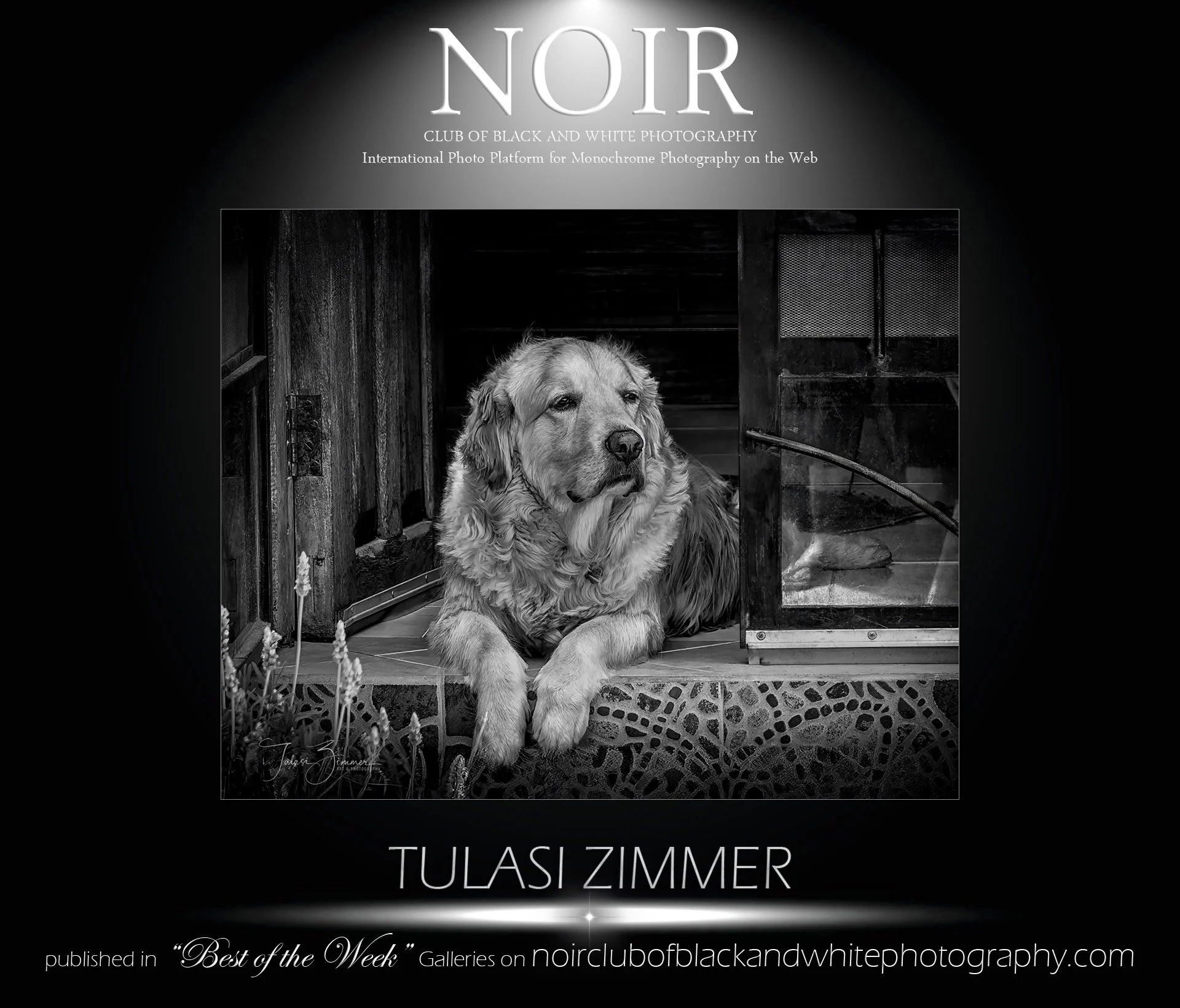Black and white photograph of a golden retriever dog lying on tiled porch steps, looking to the side, with a wooden and metal gate behind it. The photograph is part of Tulasi Zimmer's photography collection titled 'NOIR' and includes the text about t