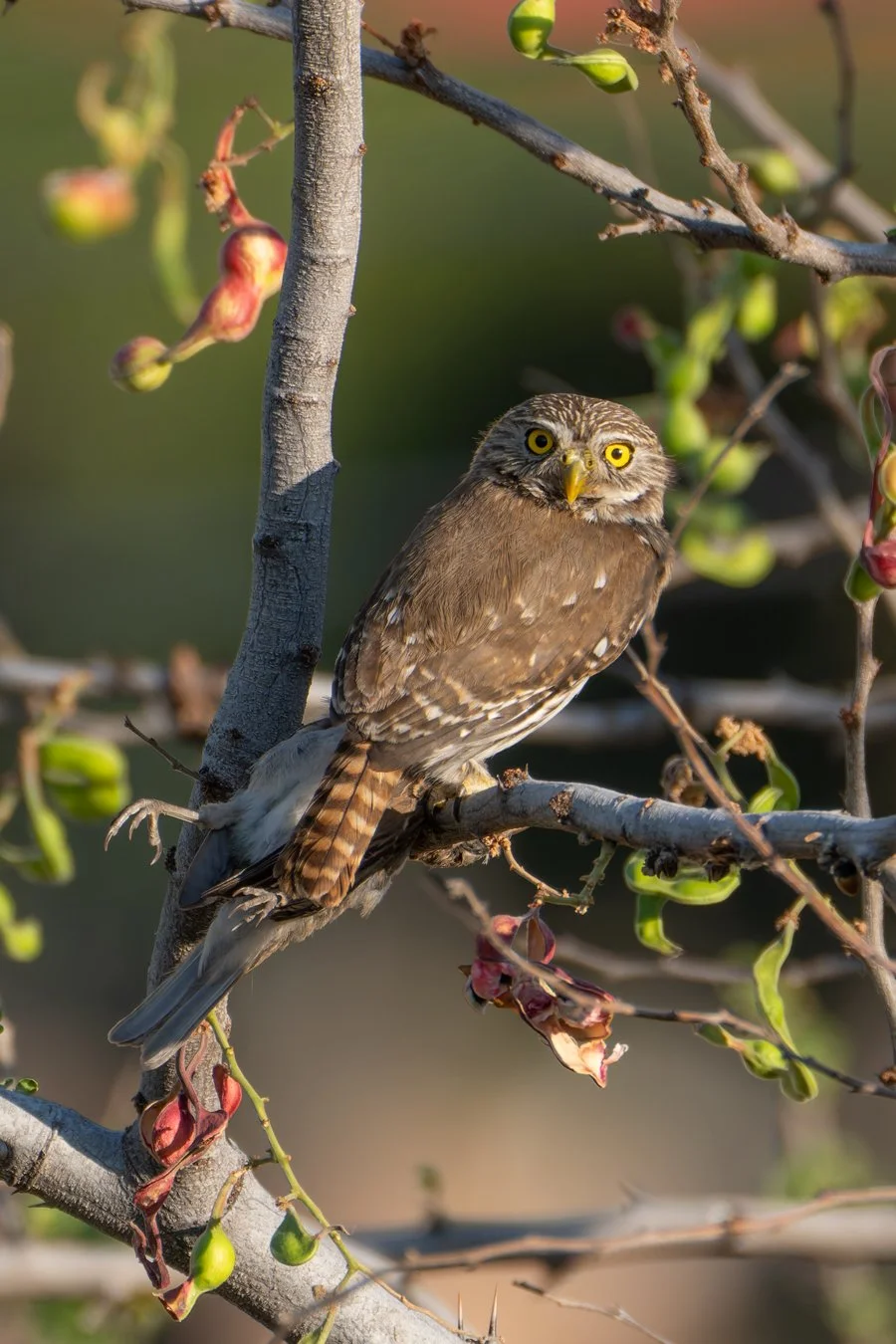 A Pigmy Owl perched on a branch among budding leaves and figs, with bright yellow eyes and brown and white plumage.