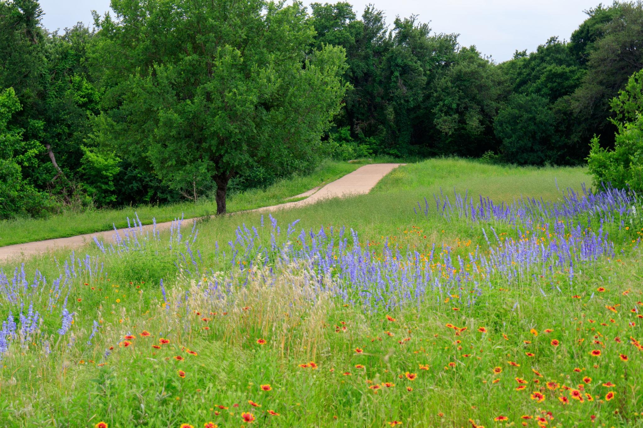 A scenic park with a dirt path curving through green grass and wildflowers, surrounded by lush trees under a cloudy sky.