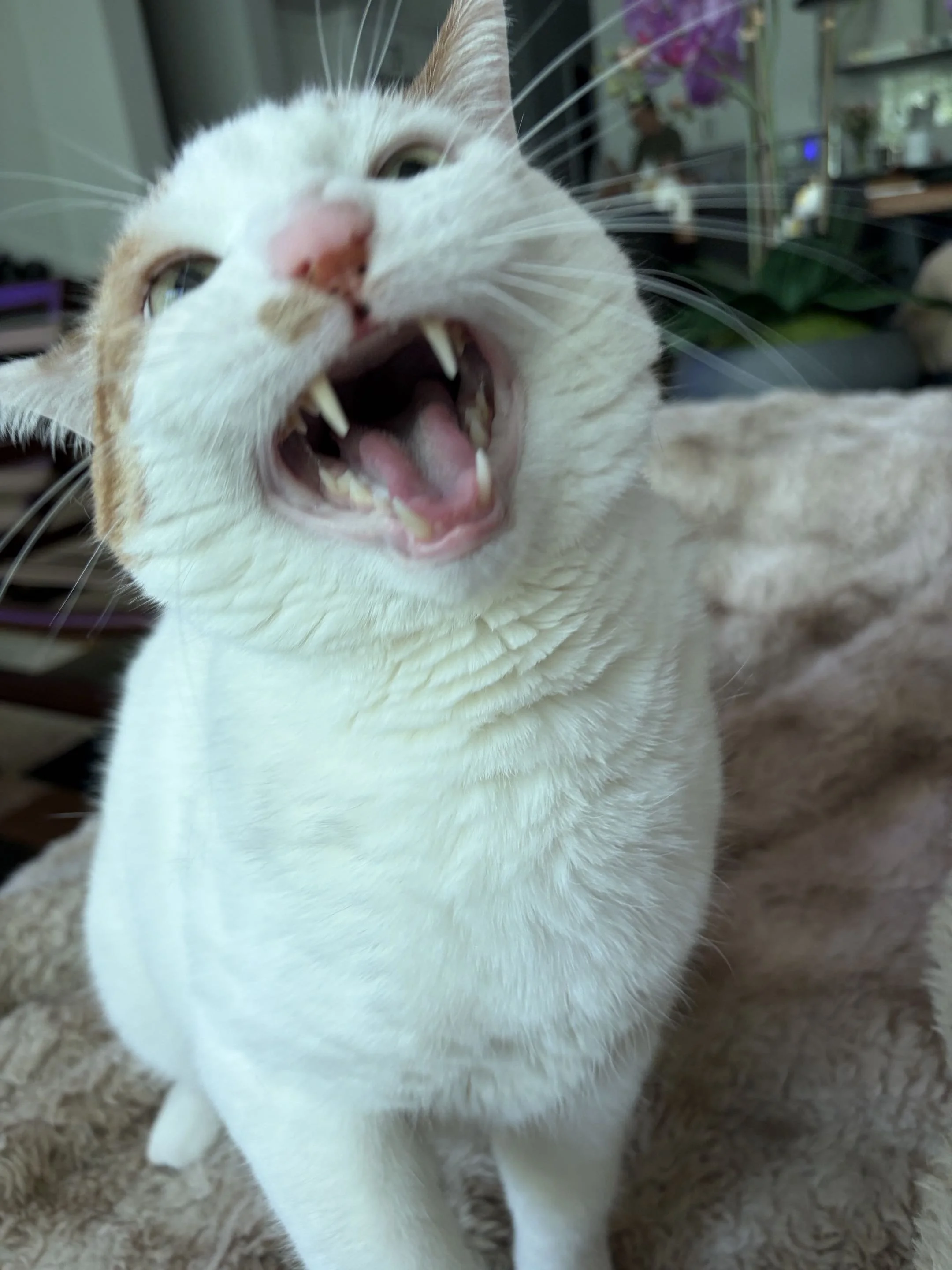 picture of my cat, Fred, with his mouth open