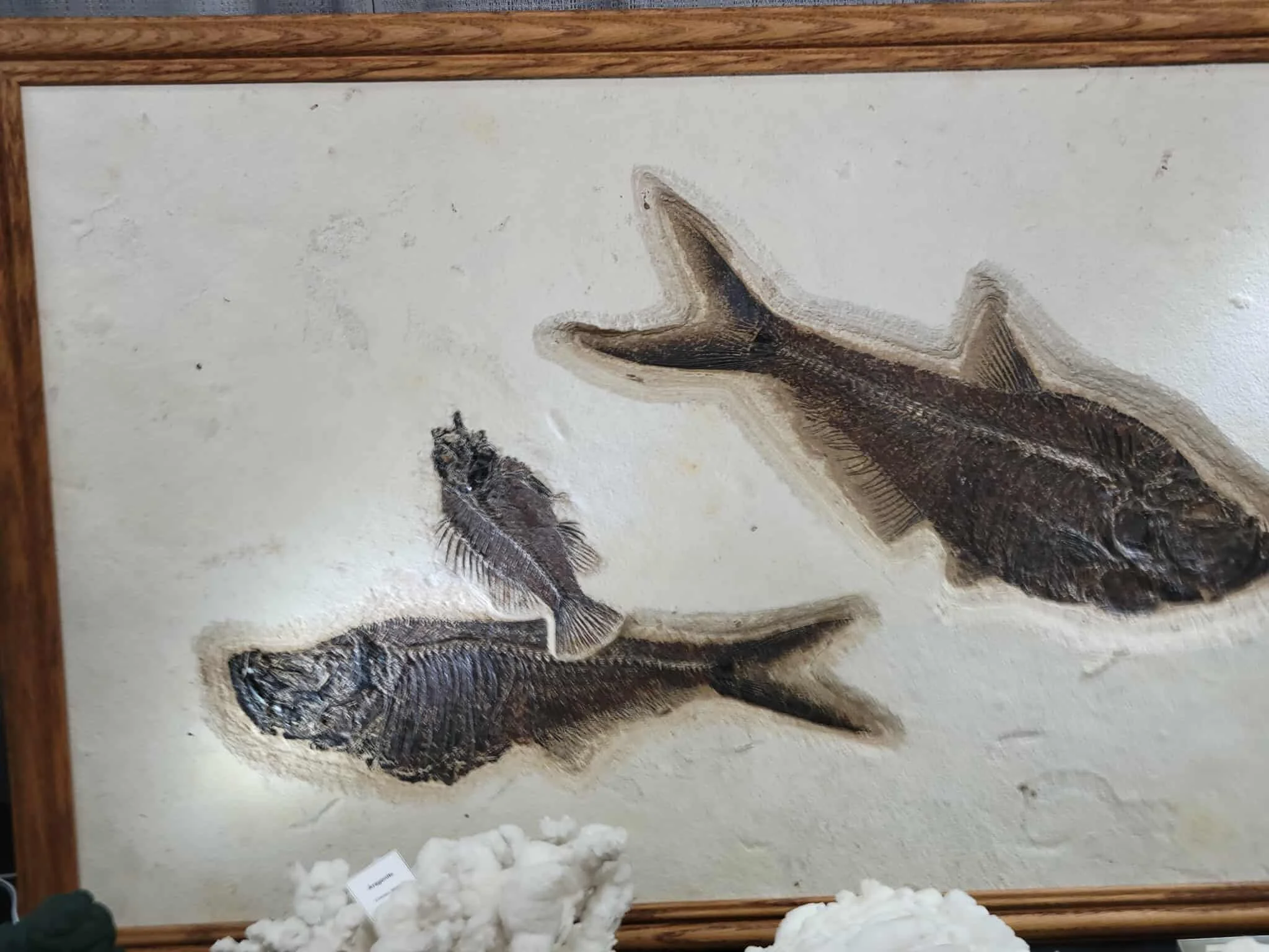 A framed fossil of a fish with a long body and fins, displayed on a wall with white padding and surrounded by cotton or similar material at the bottom.